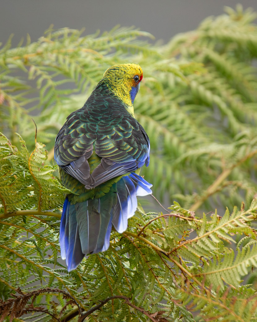 Green Rosella