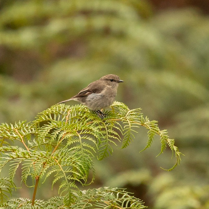 Dusky Robin