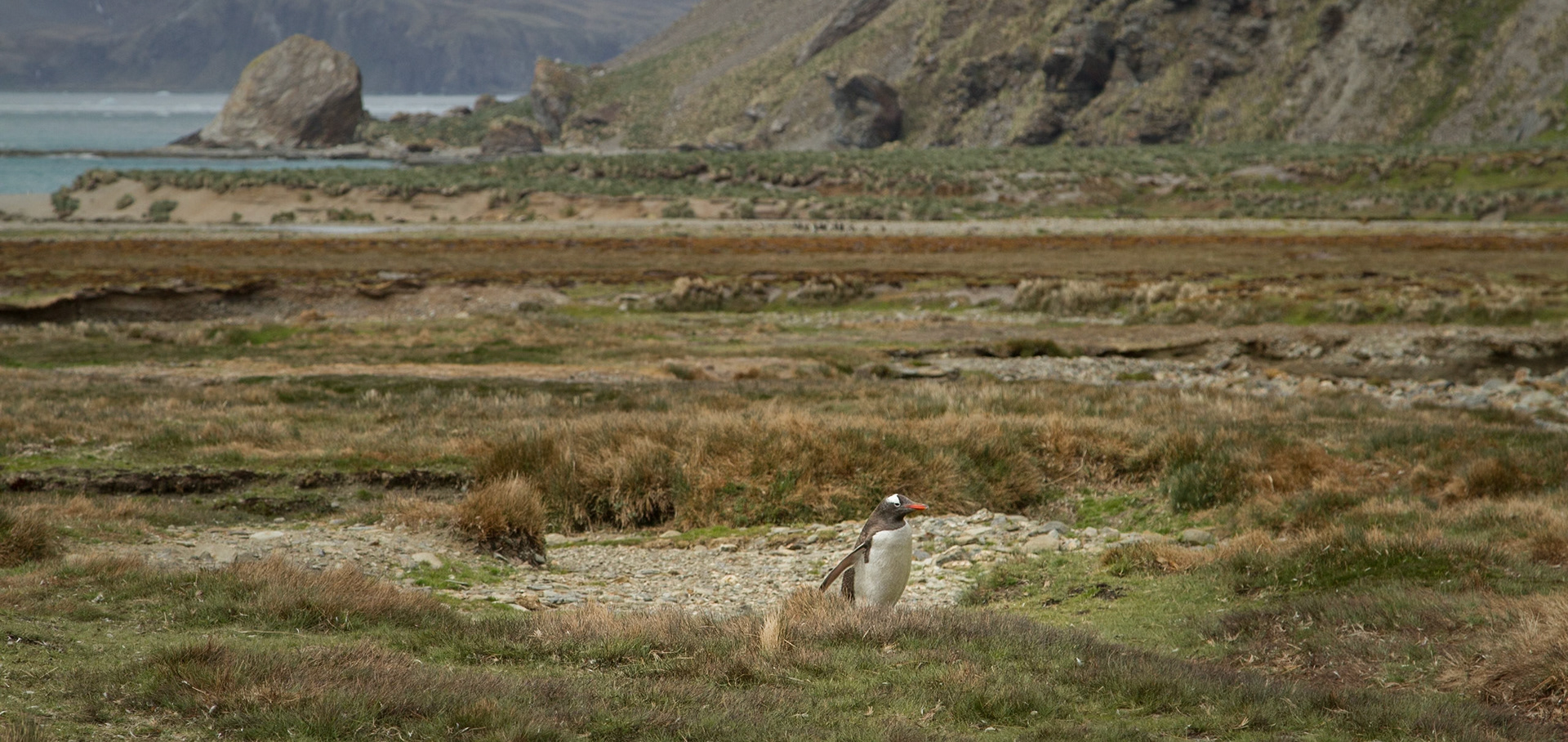 For Southern Gentoo Penguins nesting some distance from the shoreline, reaching the sea means negotiating rocky ground, tussock grasses and uneven terrain. It's quite a journey on those short little legs!