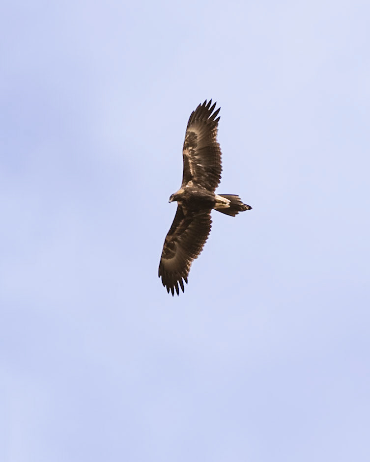 Wedge-tailed Eagle