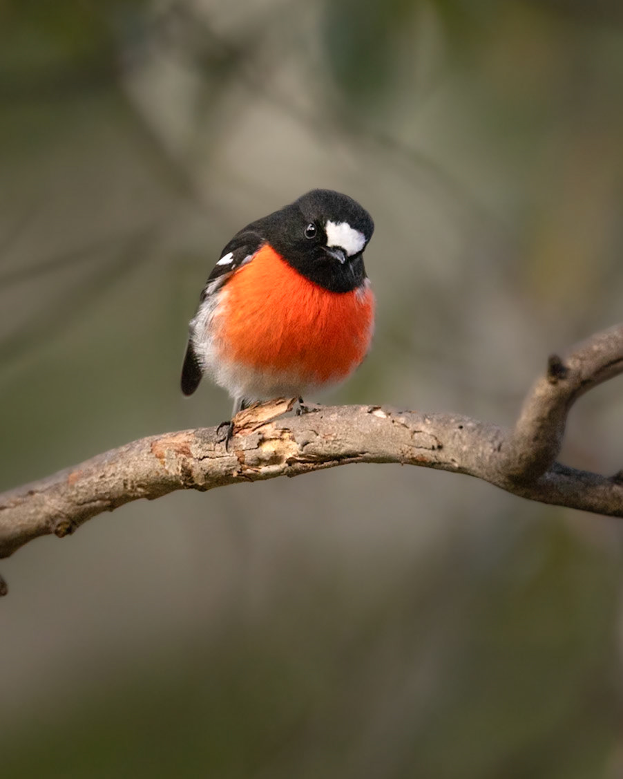 Scarlet Robin, male - Bruny Island, Tasmania, Australia