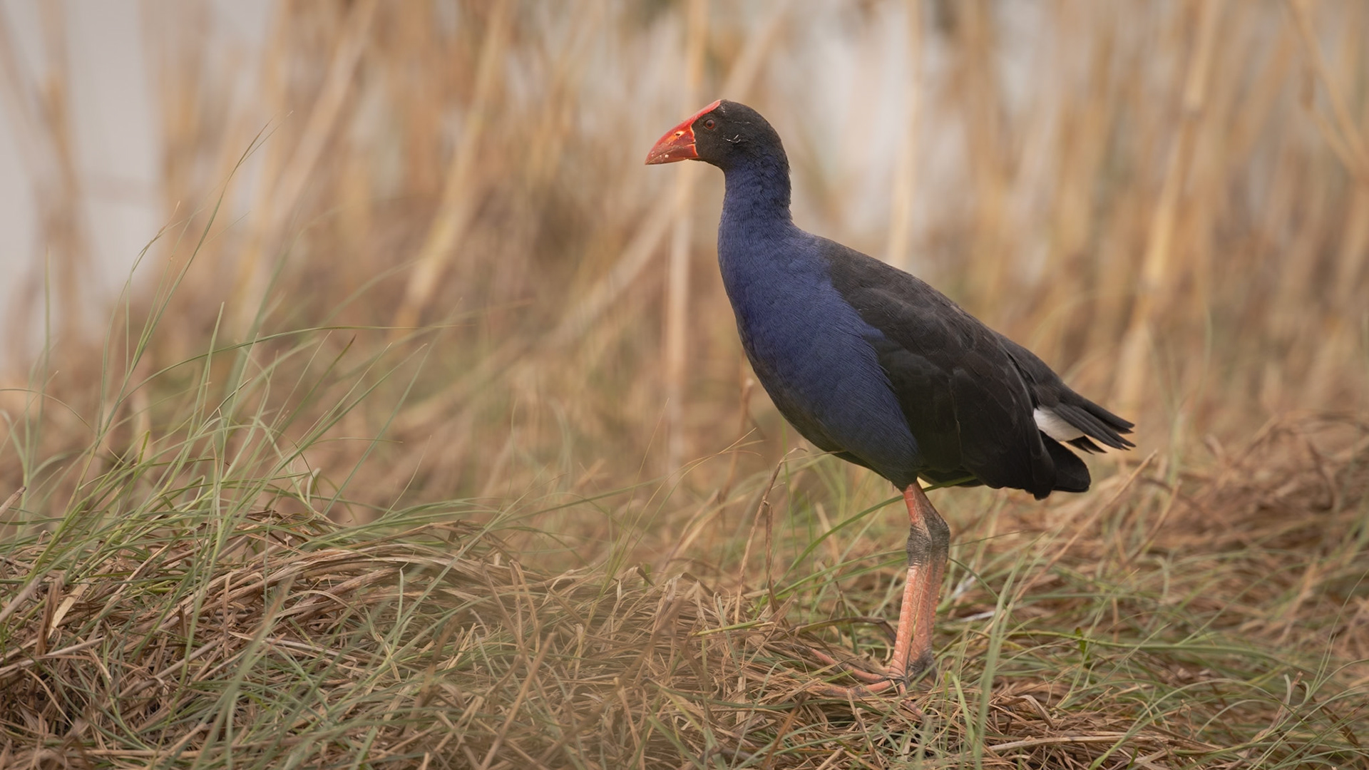 Purple Swamphen - Western Treatment Plant, Werribee, Victoria, Australia