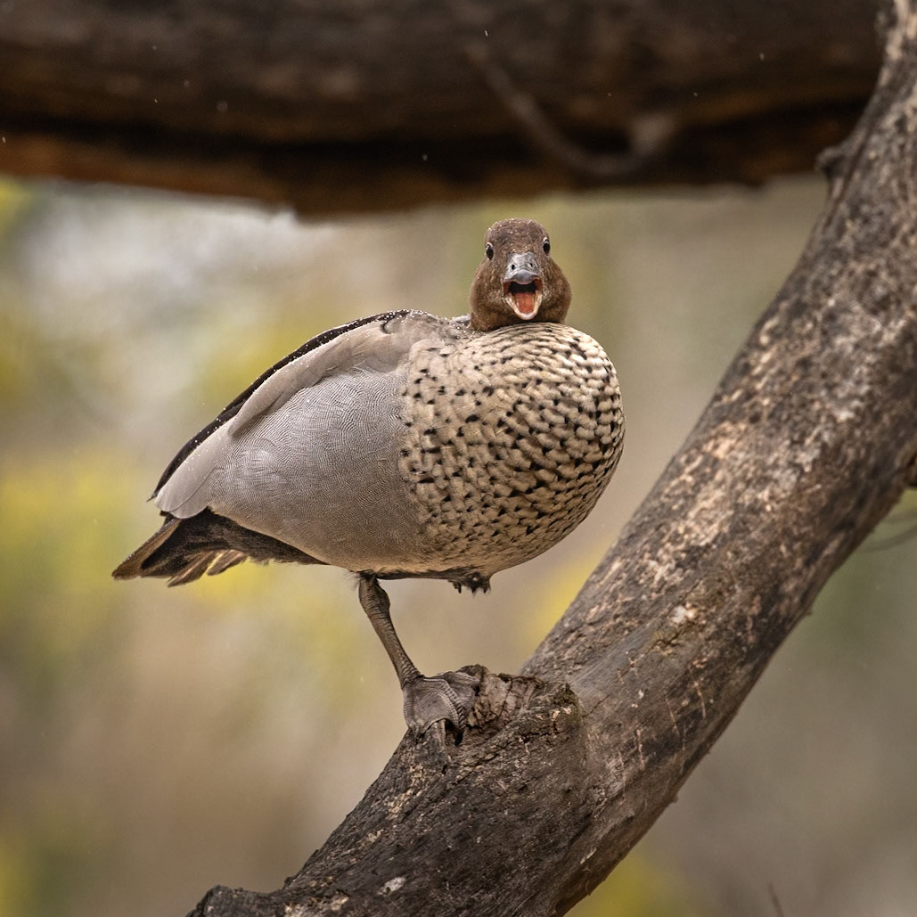 Australian Wood Duck - Castlemaine Botanical Gardens, Victoria, Australia