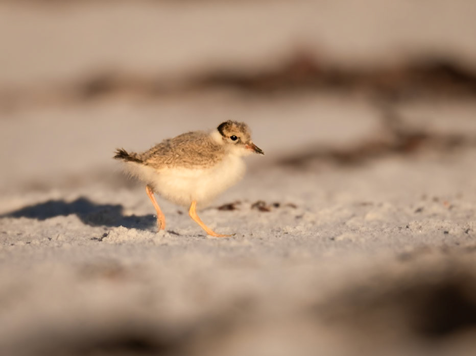 Hooded Plover, chick