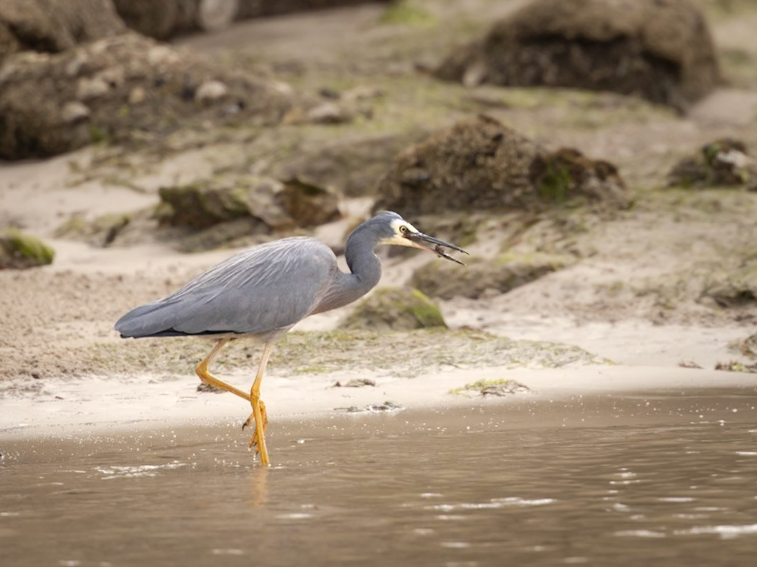 White-faced Heron - Bruny Island, southern Tasmania, Australia