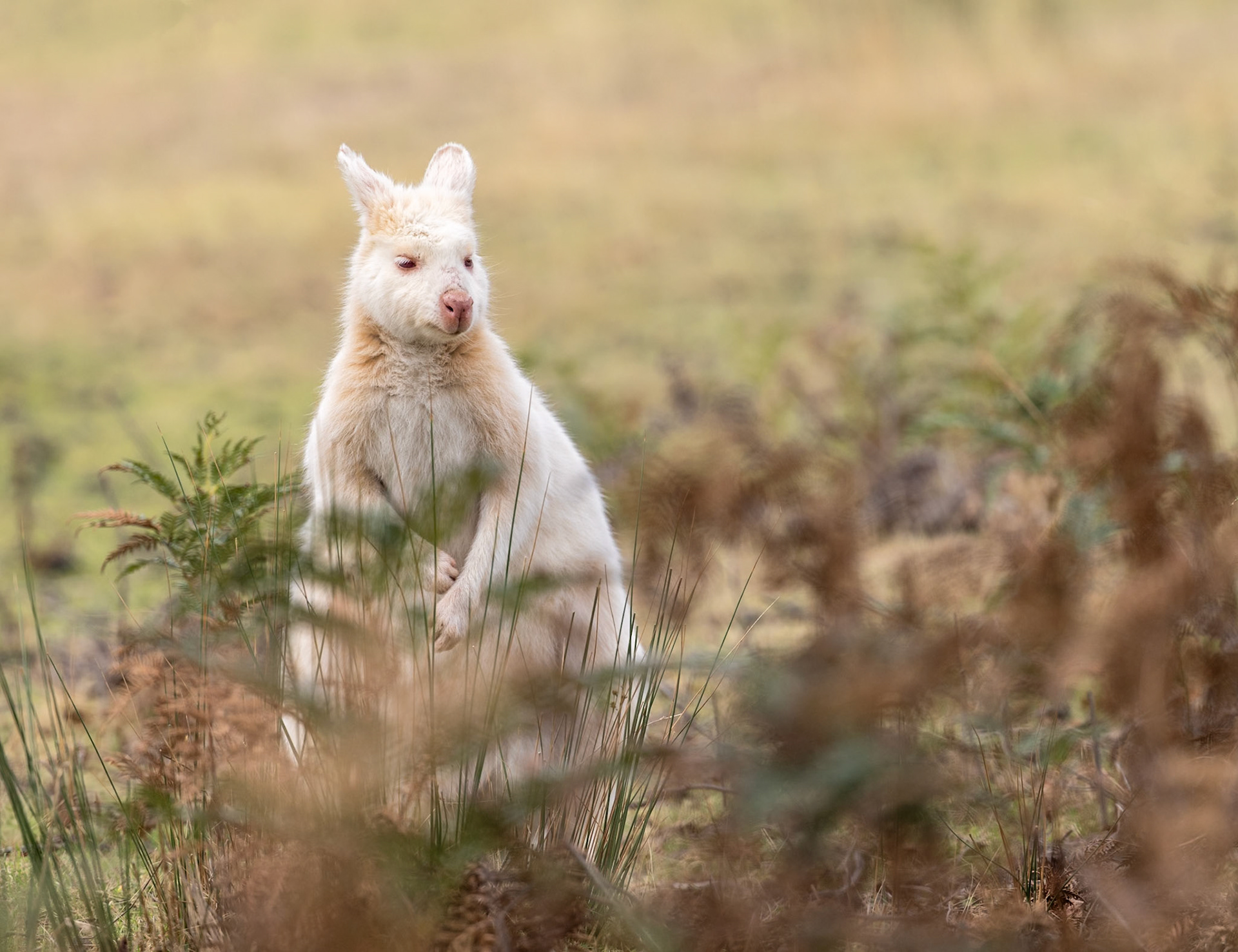 54 White Wallaby - Bruny Island - Tasmania - Australia