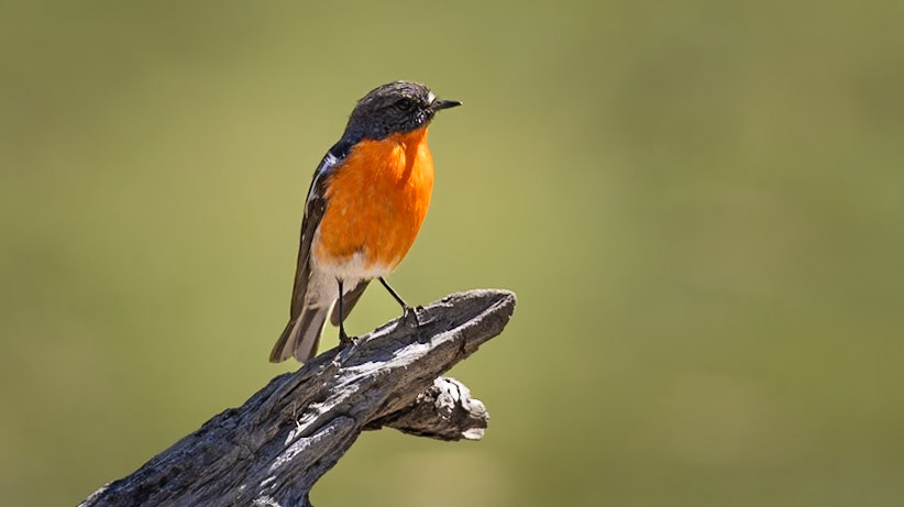 Flame Robin (male)
