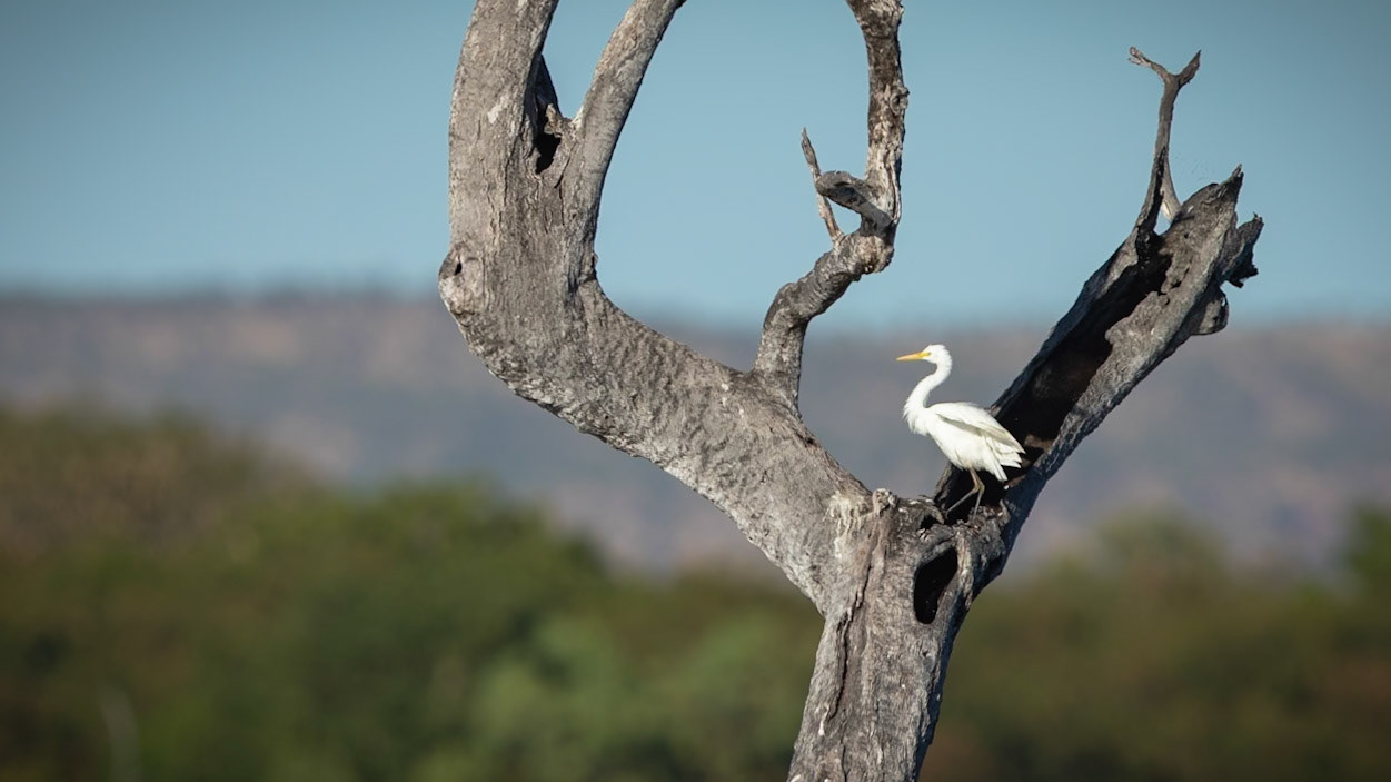 Egret sp. - Kununurra, The Kimberley, Western Australia