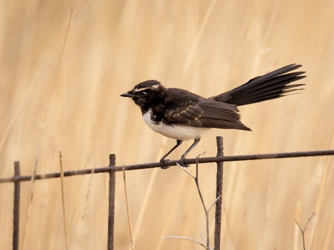 Willy Wagtail - Western Treatment Plant, Werribee, Victoria, Australia