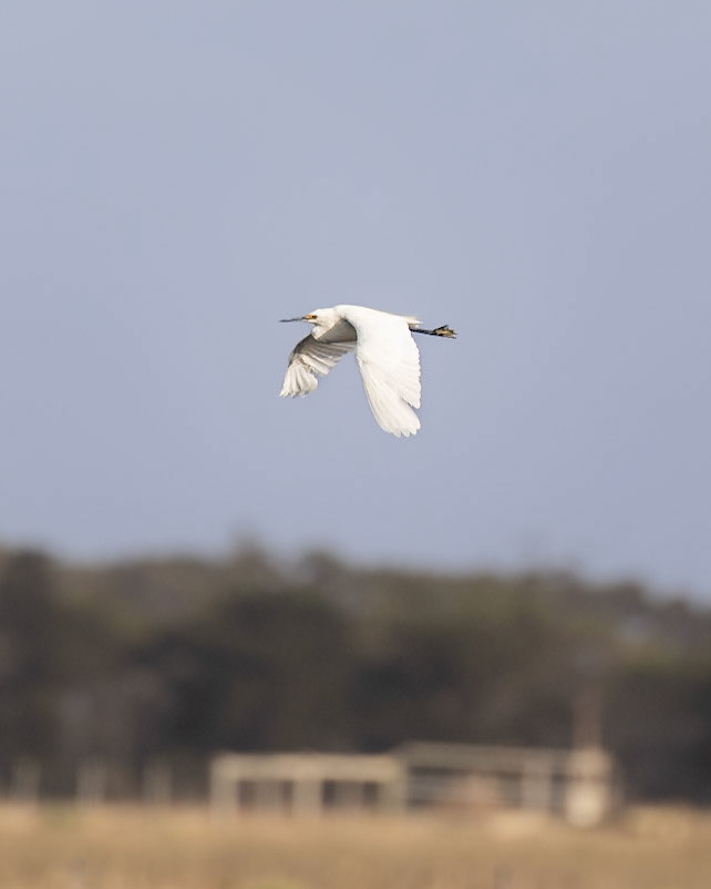 Egret sp. - Western Treatment Plant, Werribee, Victoria, Australia