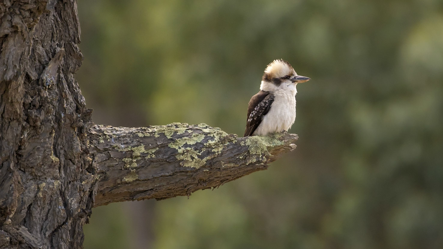 Laughting Kookaburra - Bruny Island, southern Tasmania, Australia