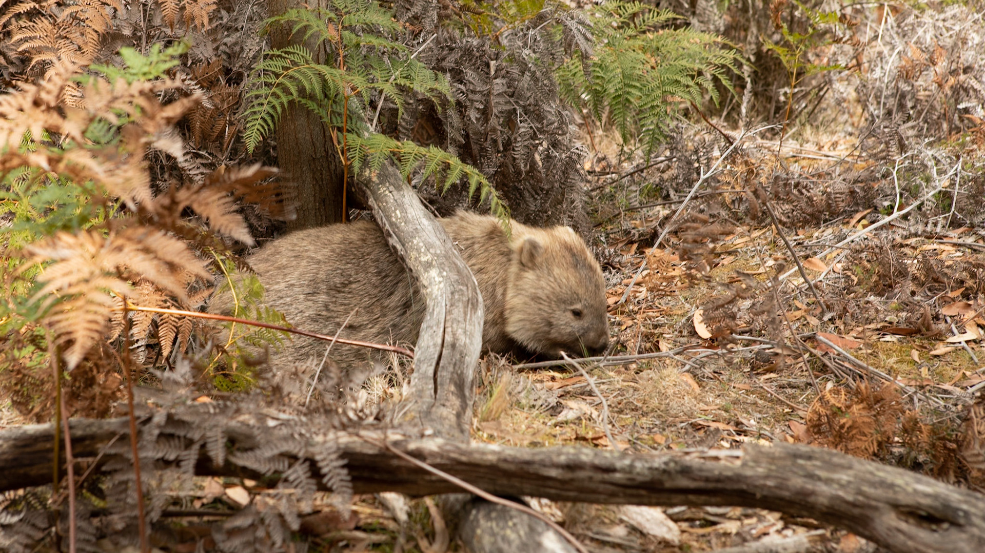Bare-nosed Wombat (Vombatus ursinus)