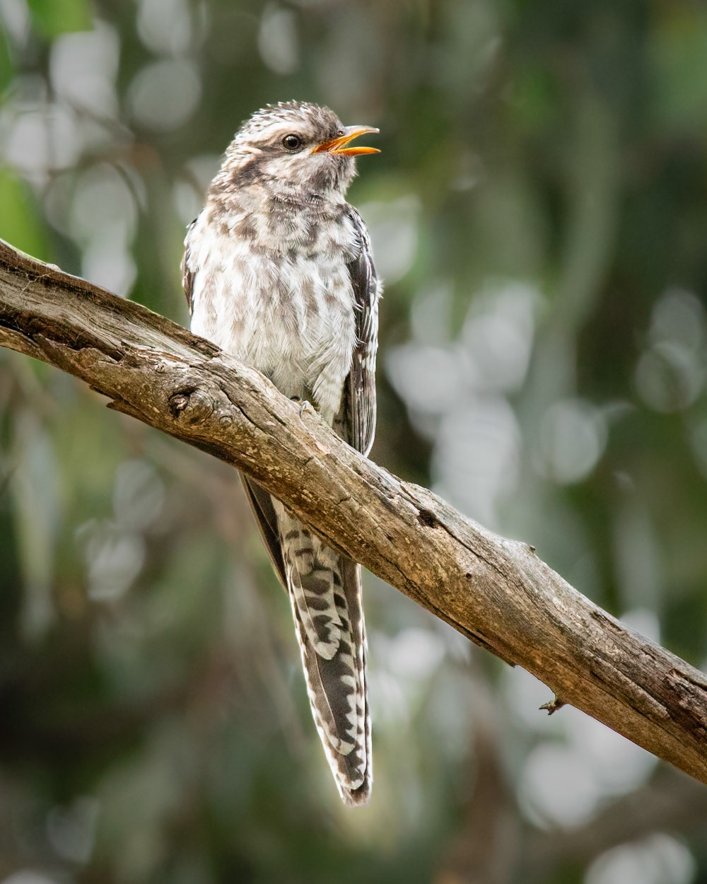 Pallid Cuckoo