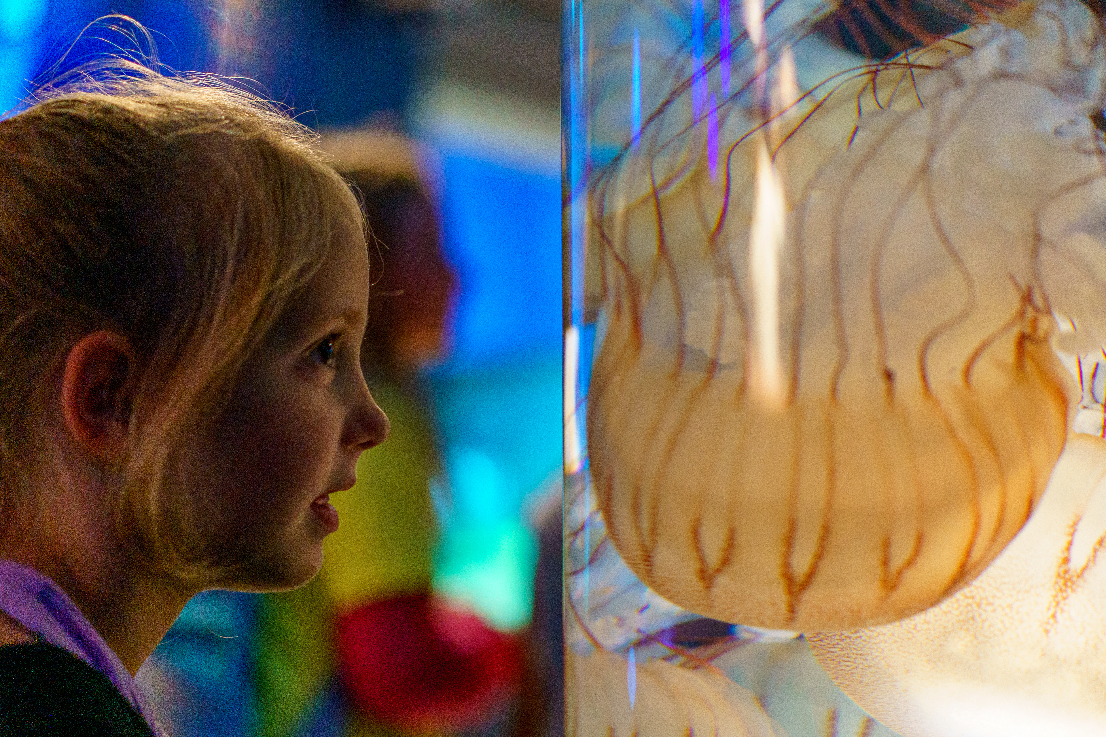 Five-year-old Kenessa Bradway stares at a tank of South American sea nettle jellyfish on July 31, 2026 at the New England Aquarium in Boston. The New England Aquarium's Jellyfish Culture Lab allows researchers to breed and study jellyfish for display and research.