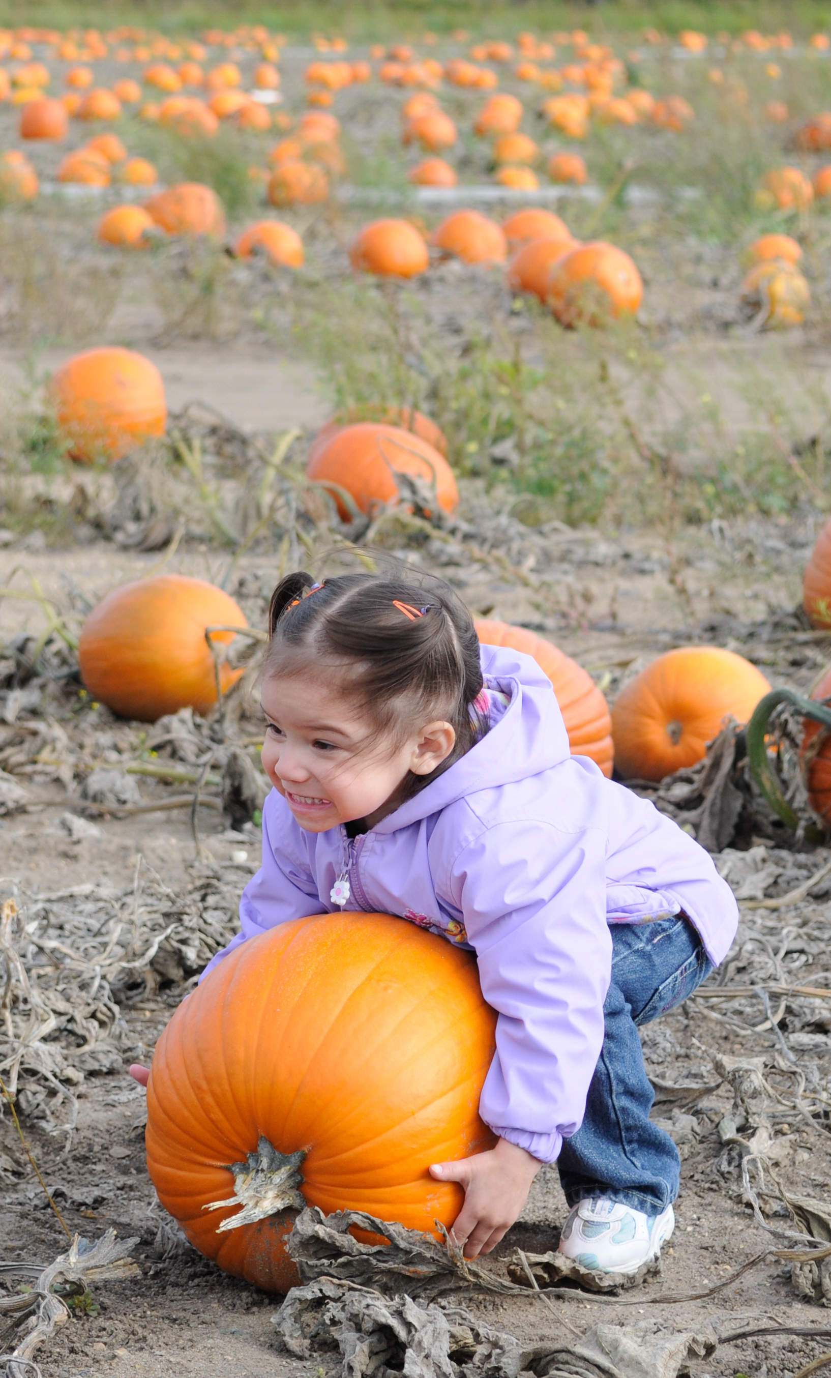 Caedence Waukau, 2, of Two Rivers tries her hardest to pick a pumpkin almost as big as she is at Wilfert Farms in Two Rivers. Doug Sundin/HTR October 19, 2008