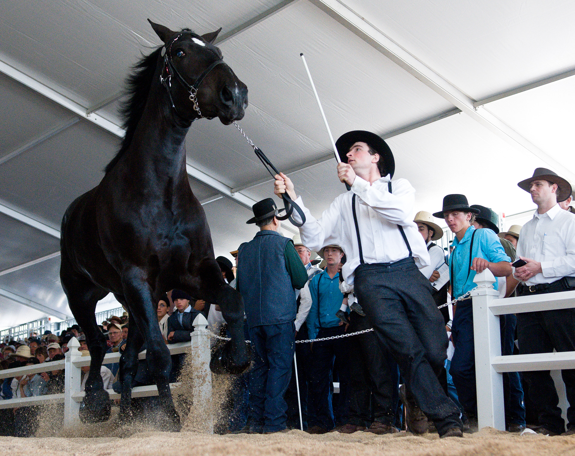 Handlers drive the horses up and down the auction floor during a horse auction in rural Bloomfield. Horses weren't the only things on the auction block; Amish carriages, quilts and other goods were sold as well. - Courier Photo by: Doug Sundin
