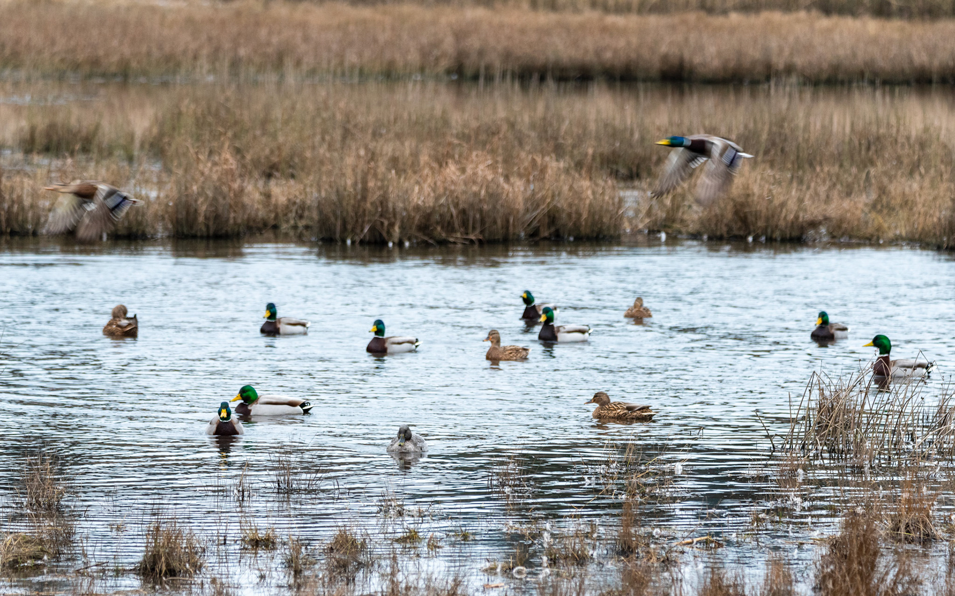 A collection of geese and ducks on 02/12/2021 at the Edmonds Marsh Wetlands, Edmonds WA.