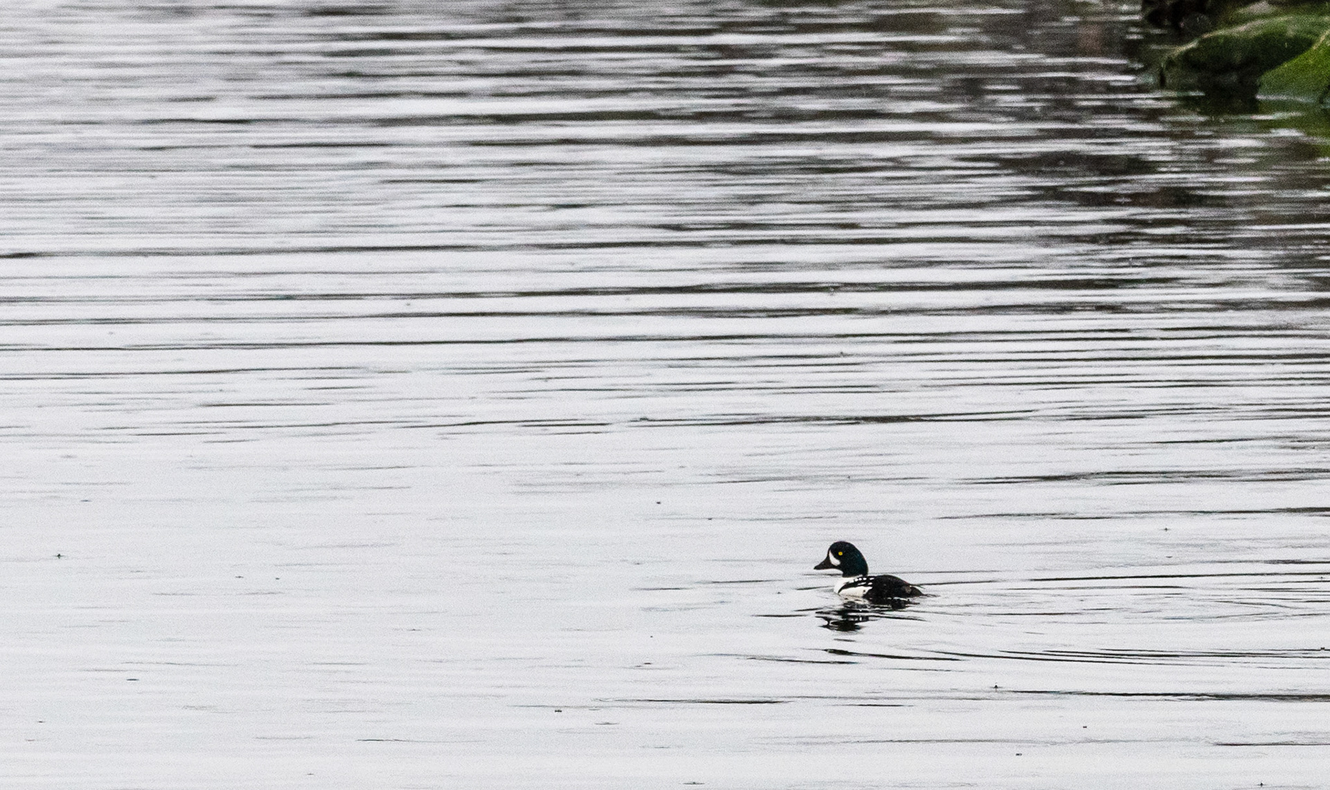Mostly a bird of wild northwestern landscapes, Barrow’s Goldeneyes are striking ducks. Males are crisp black-and-white, with a purplish head, a long white crescent on the face, and a row of white “windows” along the shoulder. Females are a cool gray with rich brown heads and usually a mostly orange-yellow bill.