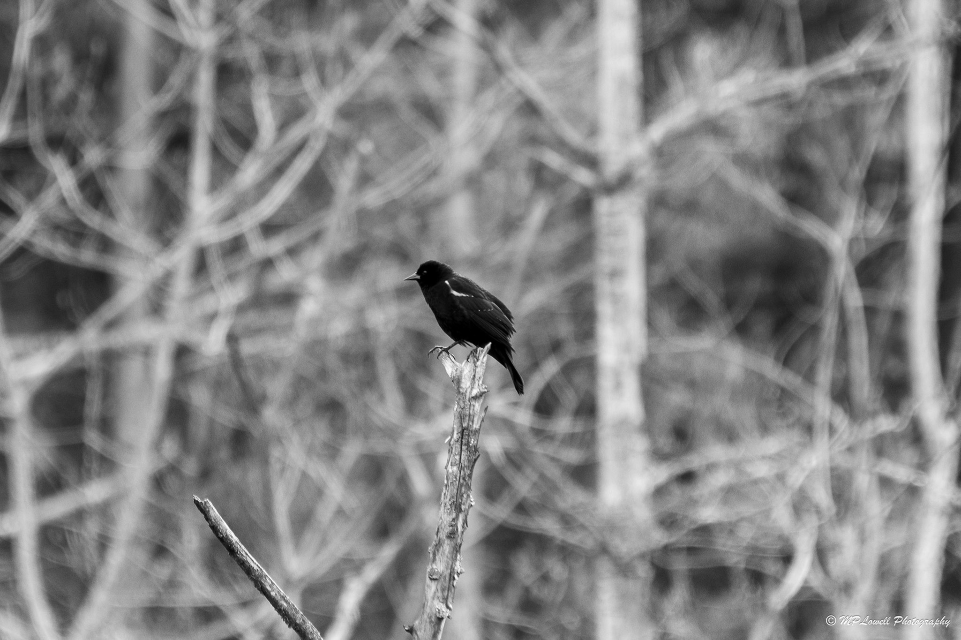 Red-winged Blackbird on limb