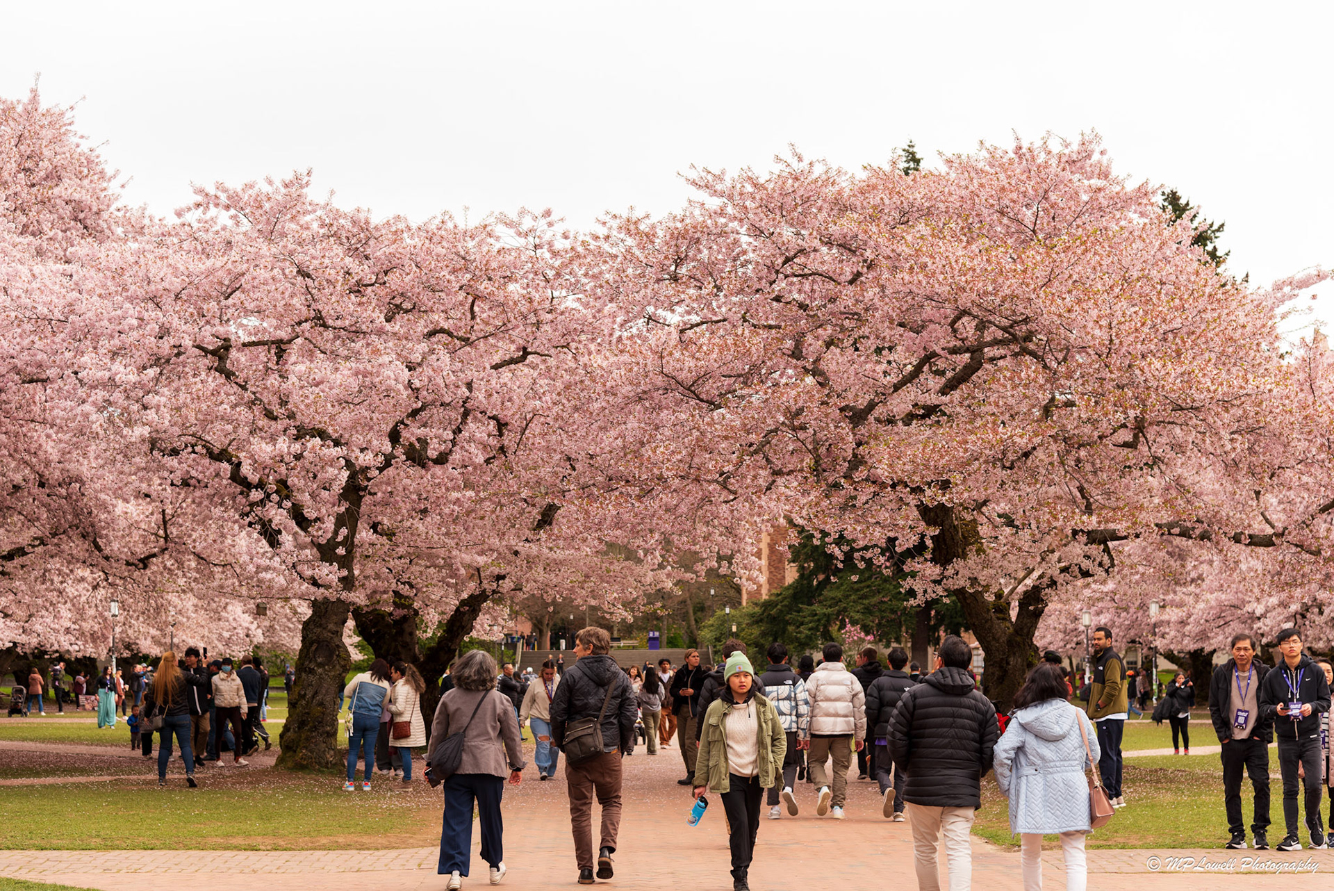 UW Vistors enjoy the Cherry Blossoms