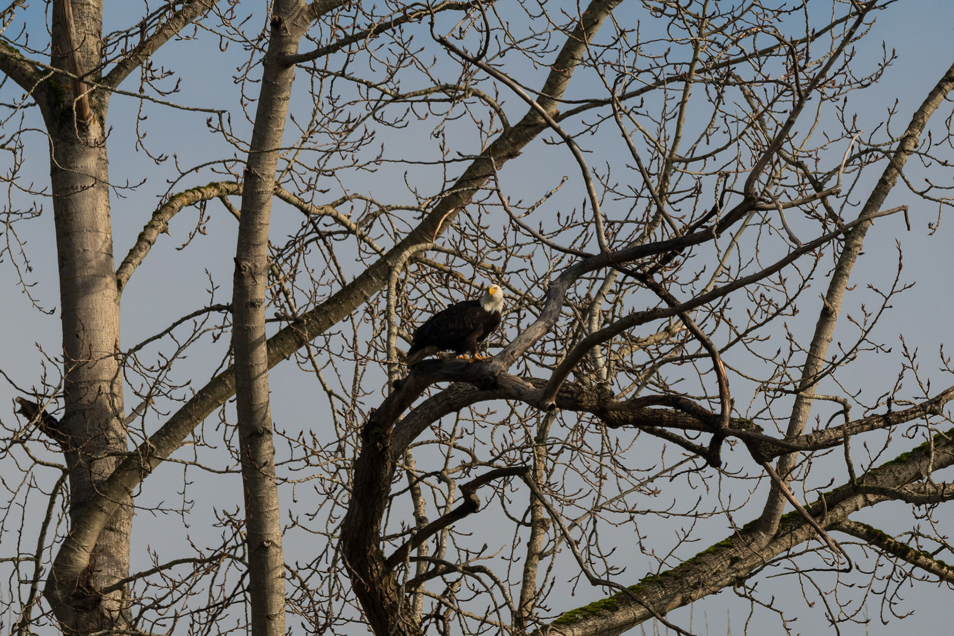After flying across the river from its perch with its mate, a Bald Eagle looks back toward her across the Snohomish river, WA