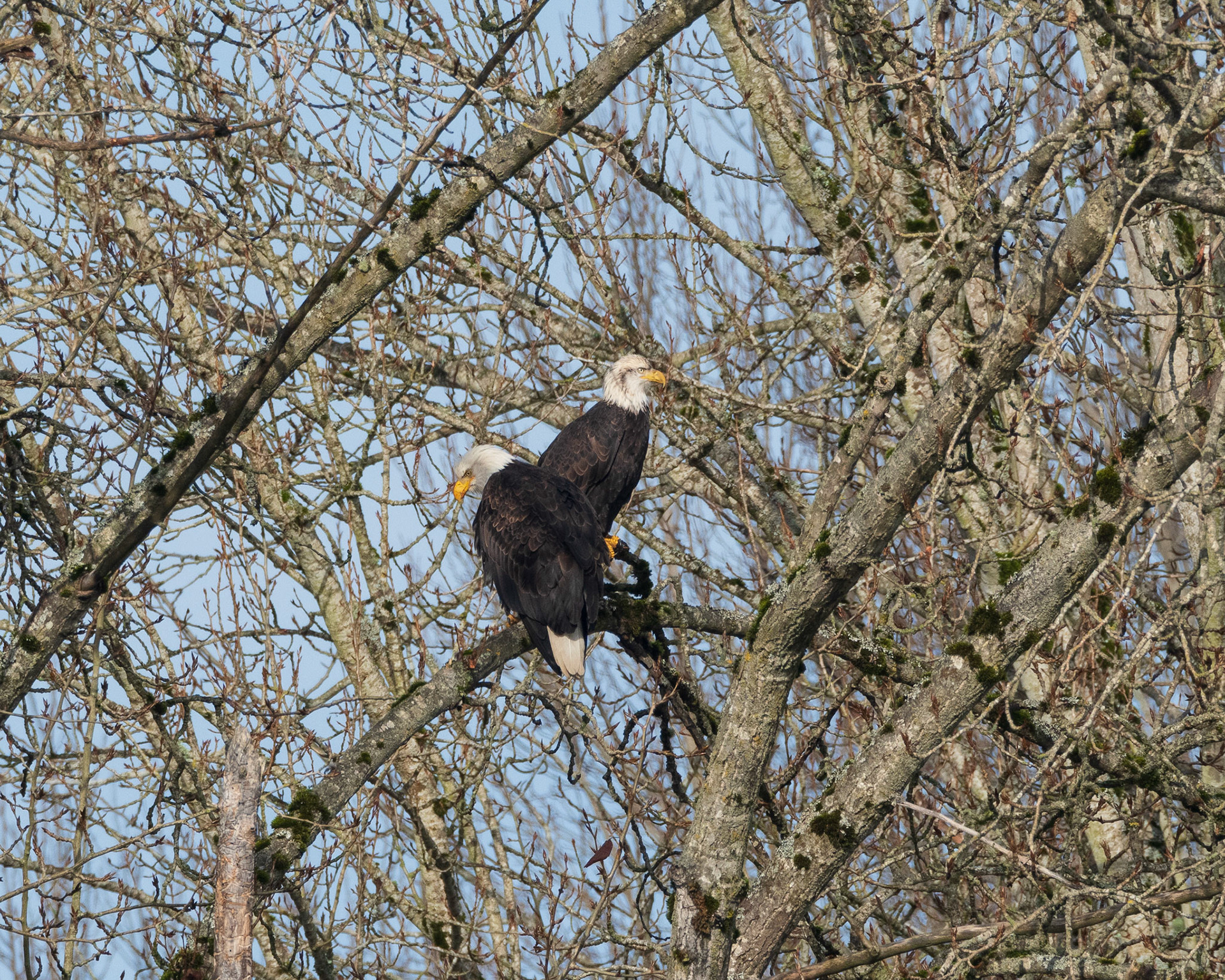 A pair of Bald Eagles in trees above the Snohomish river. Not pictured is a young juvenile Bald Eagle within thier watchful eyes; at Lowell- River Park Area, Snohomish, WA