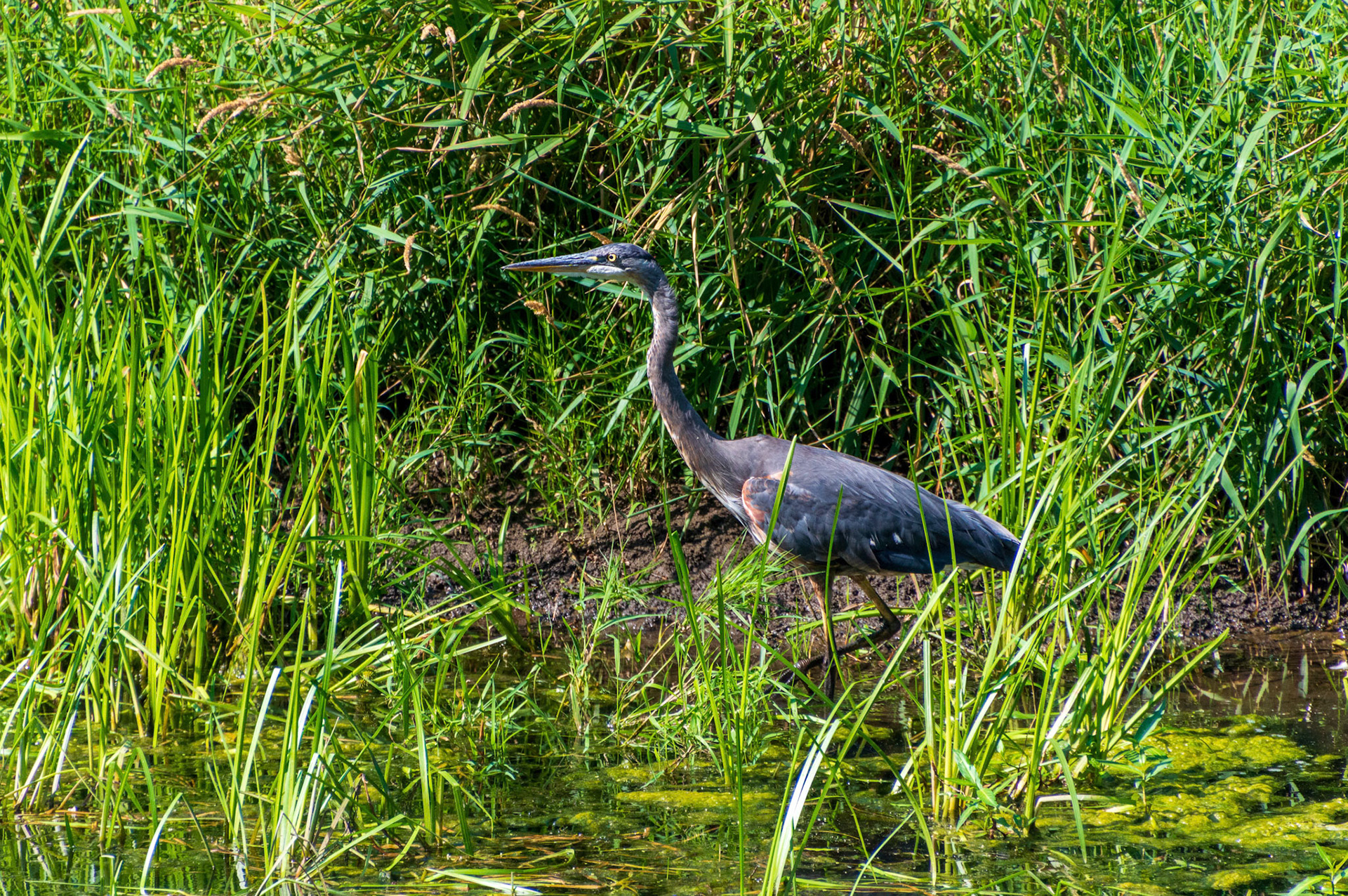 A silent Blue Heron fishes along the Samamish River