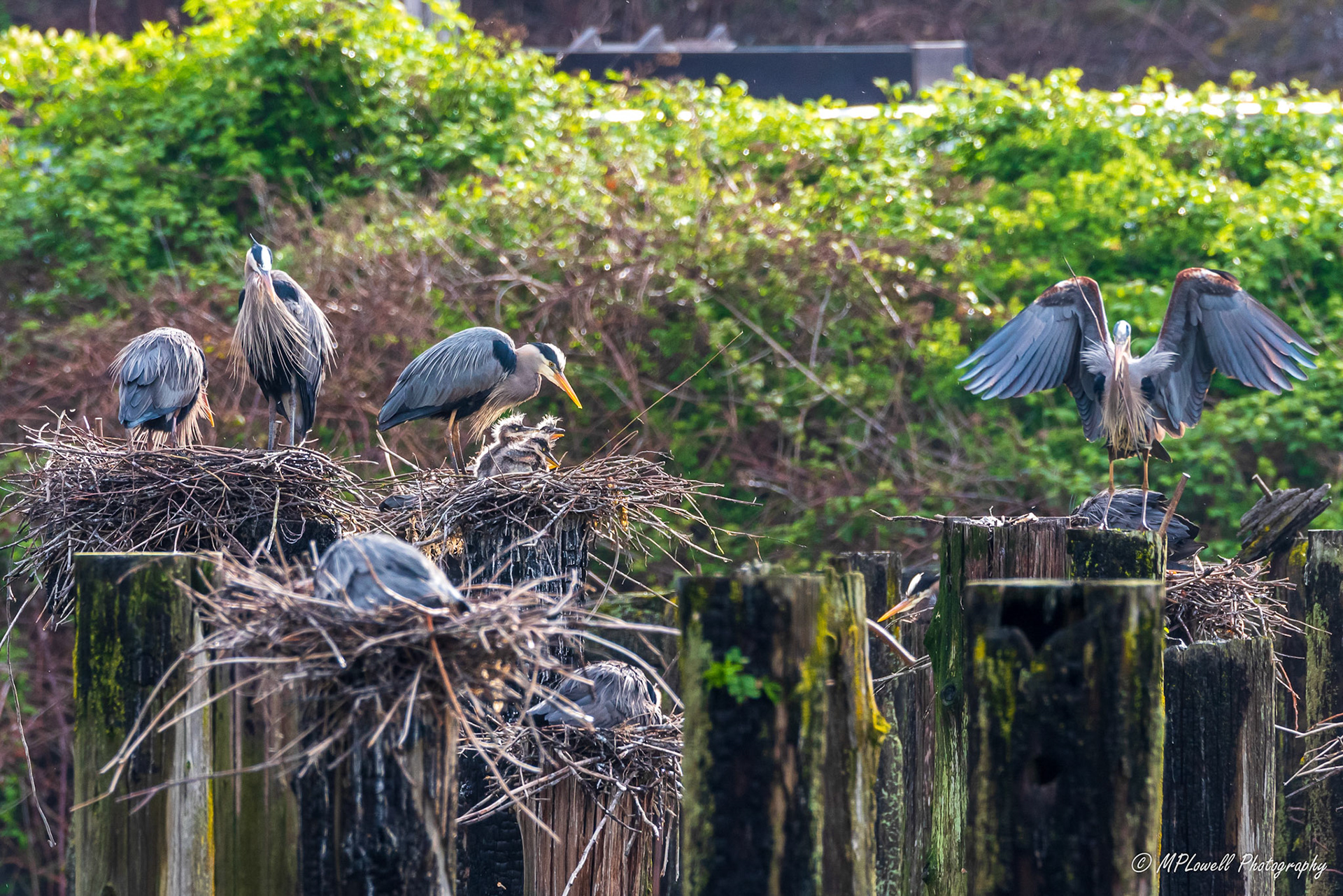 Life at a Great Blue Heron Rookery