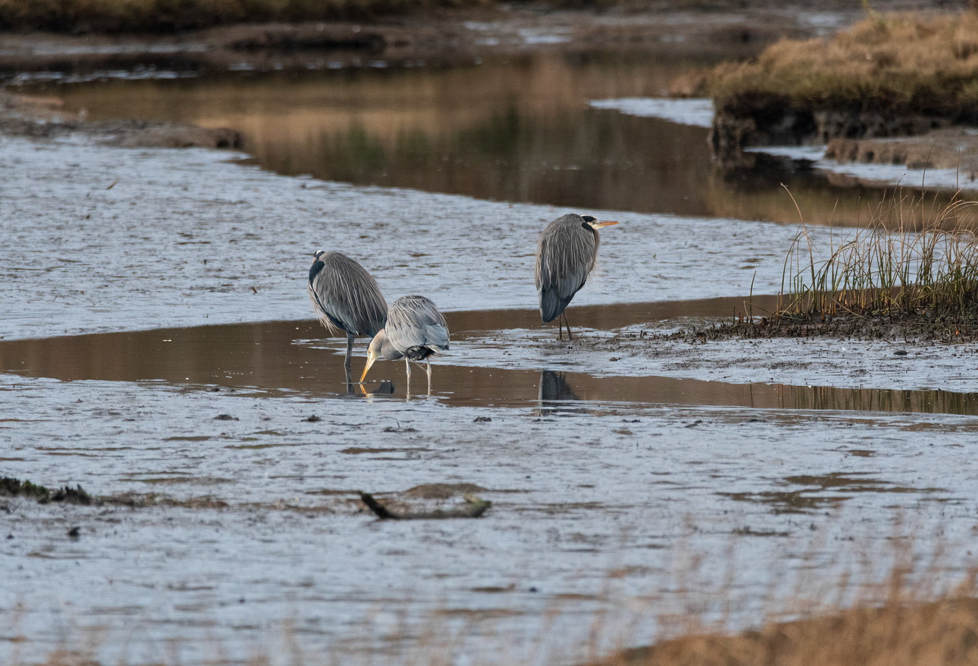 Herons looking for a meal at the Emonds Marsh, Edmonds, WA