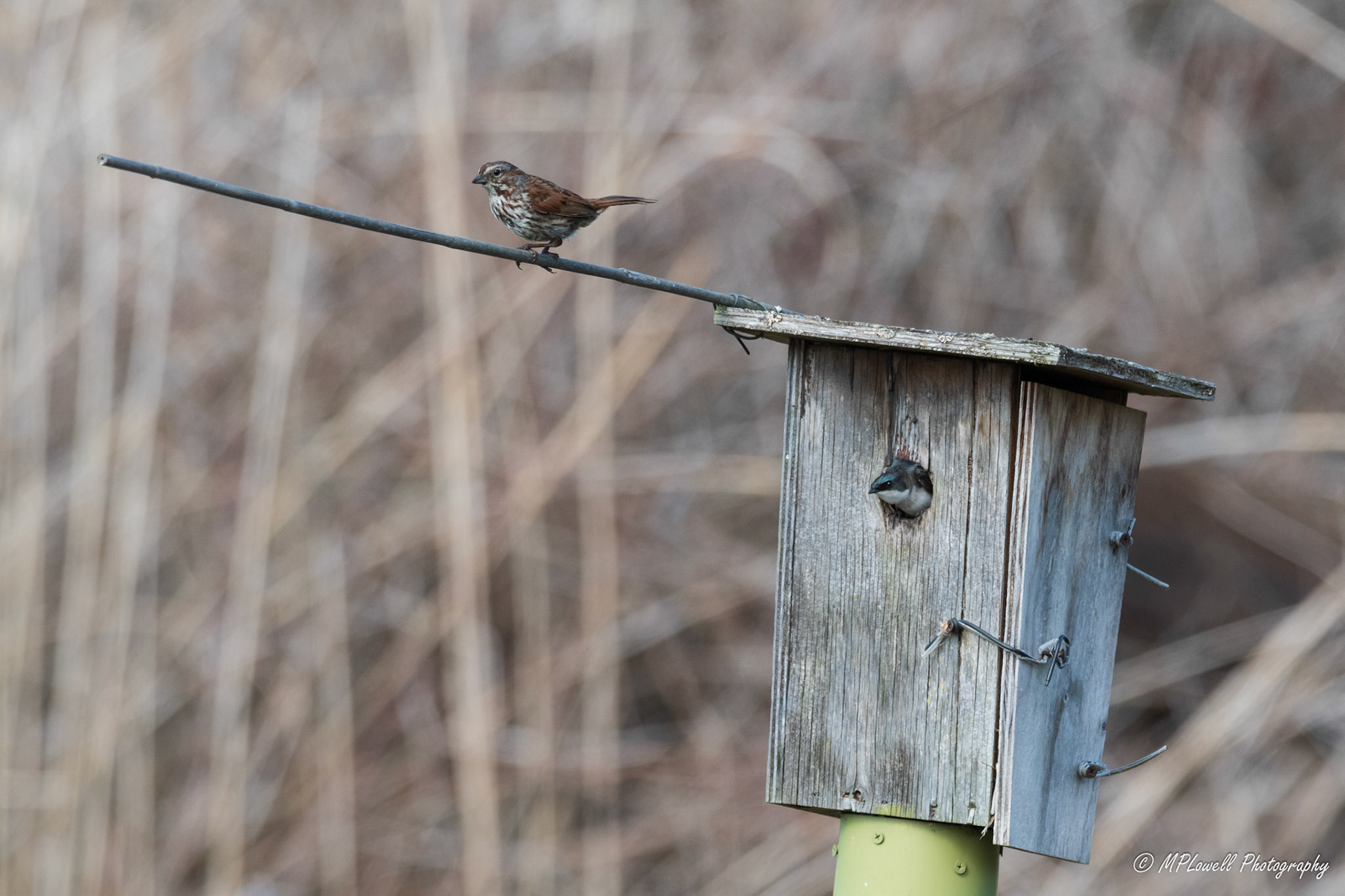Scenes of Spring at the Edmonds Marsh