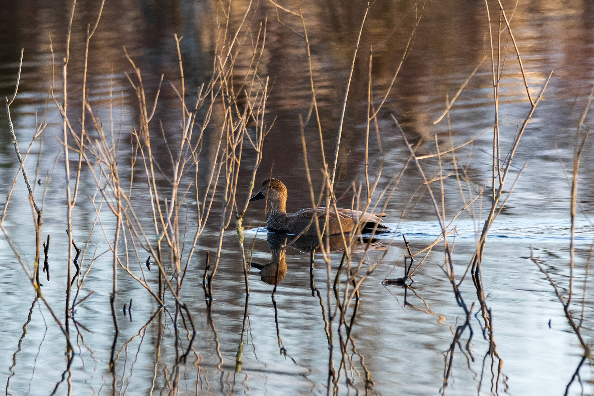 Gadwall (male) Duck in morning sunshine
