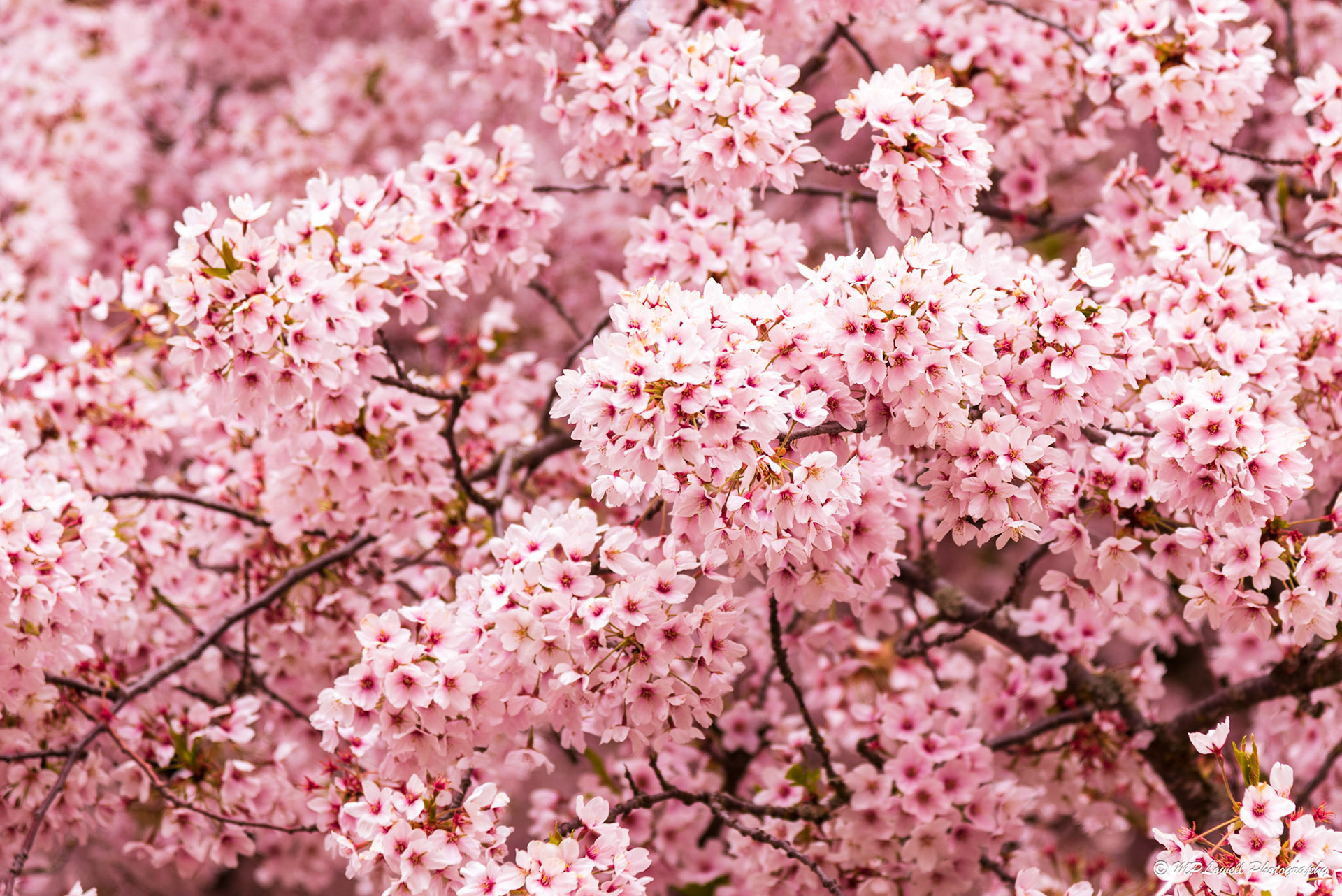 Cherry Blossoms in Bloom