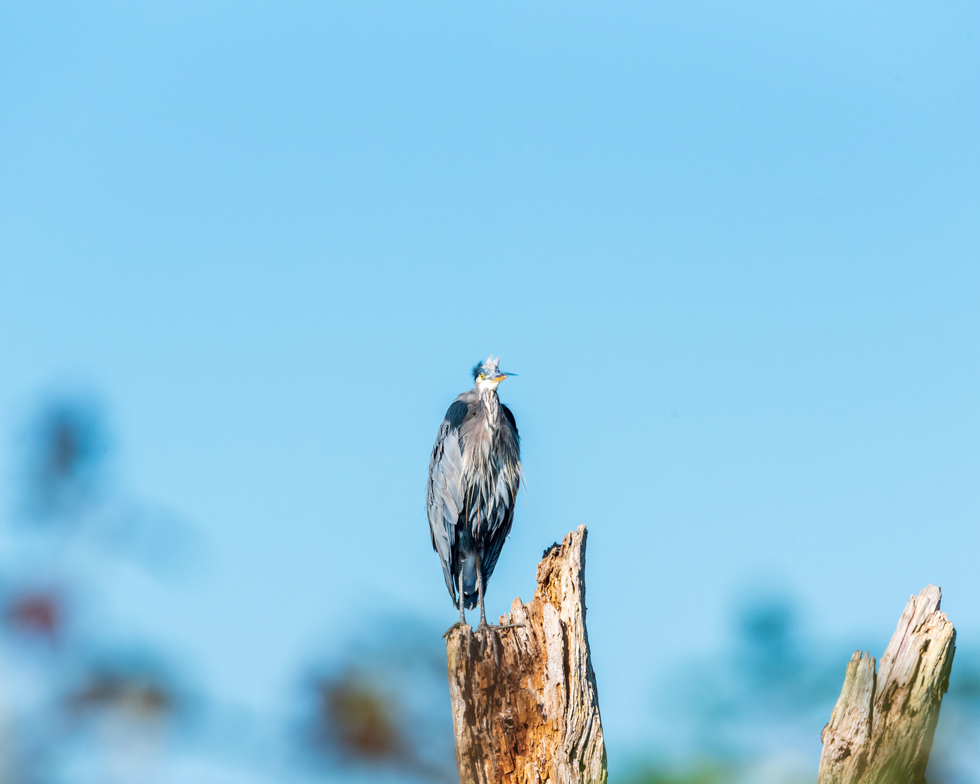 A Great Blue Heron watches the photographers at the Skagit Wildlife Area.
