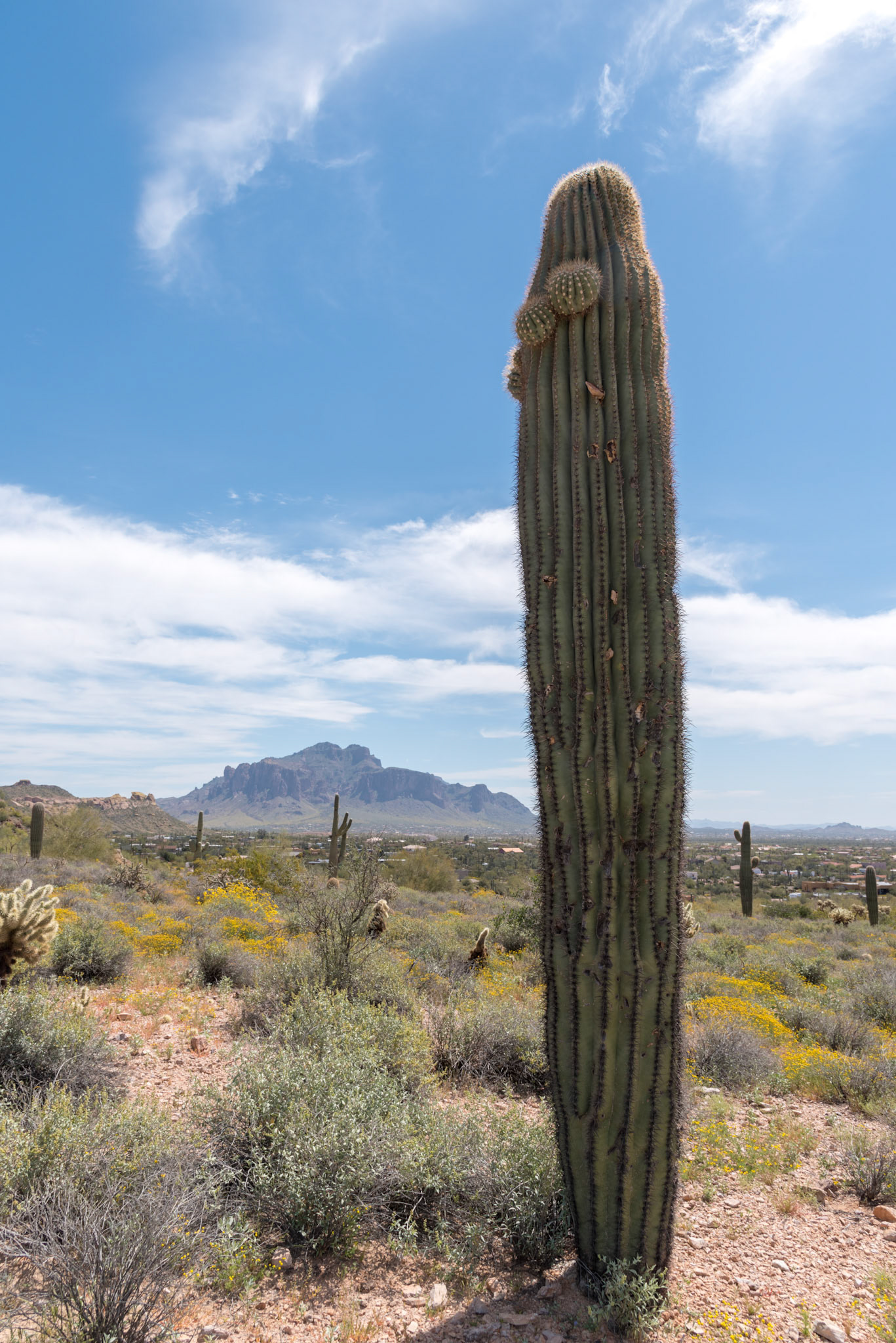 Big Eye Cactus