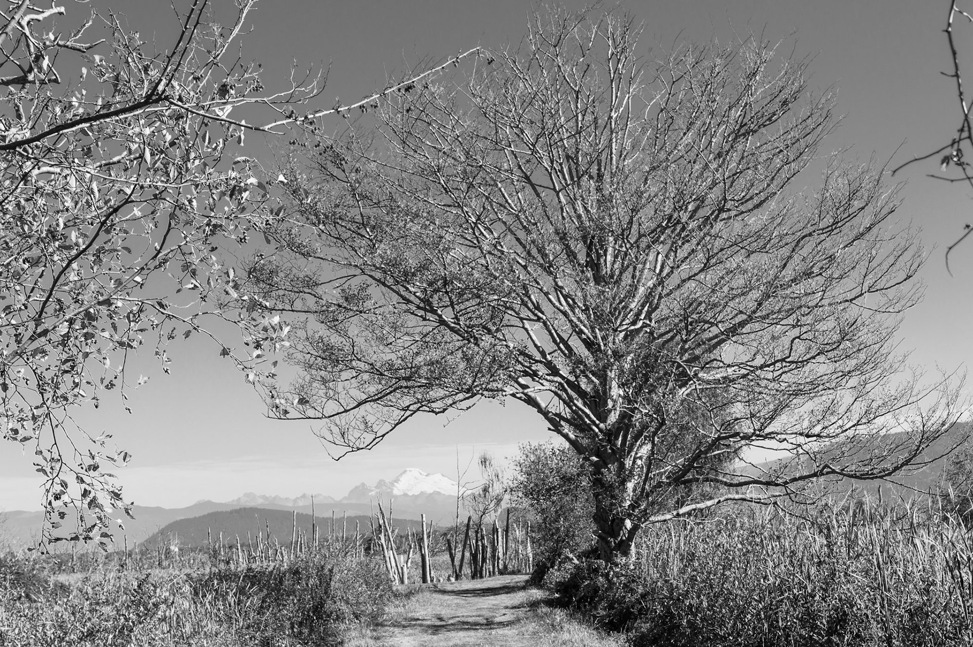 A view north to Mt. Baker along the Skagit Wildlife Area in Skagit, WA