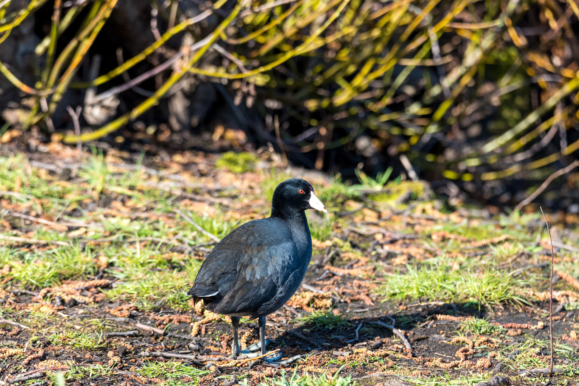 An American coot Pauses before moving off to Silver Lake, Everett, WA