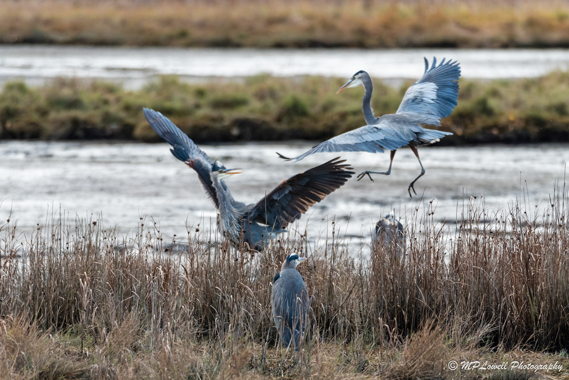Heron disputes its territory