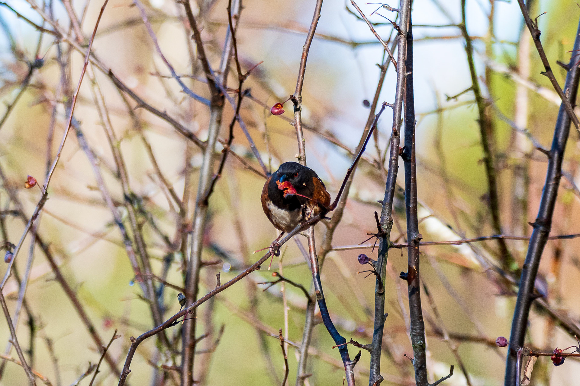 A Spotted Towhee ready to eat a Hawthorn Berry on a winter morning