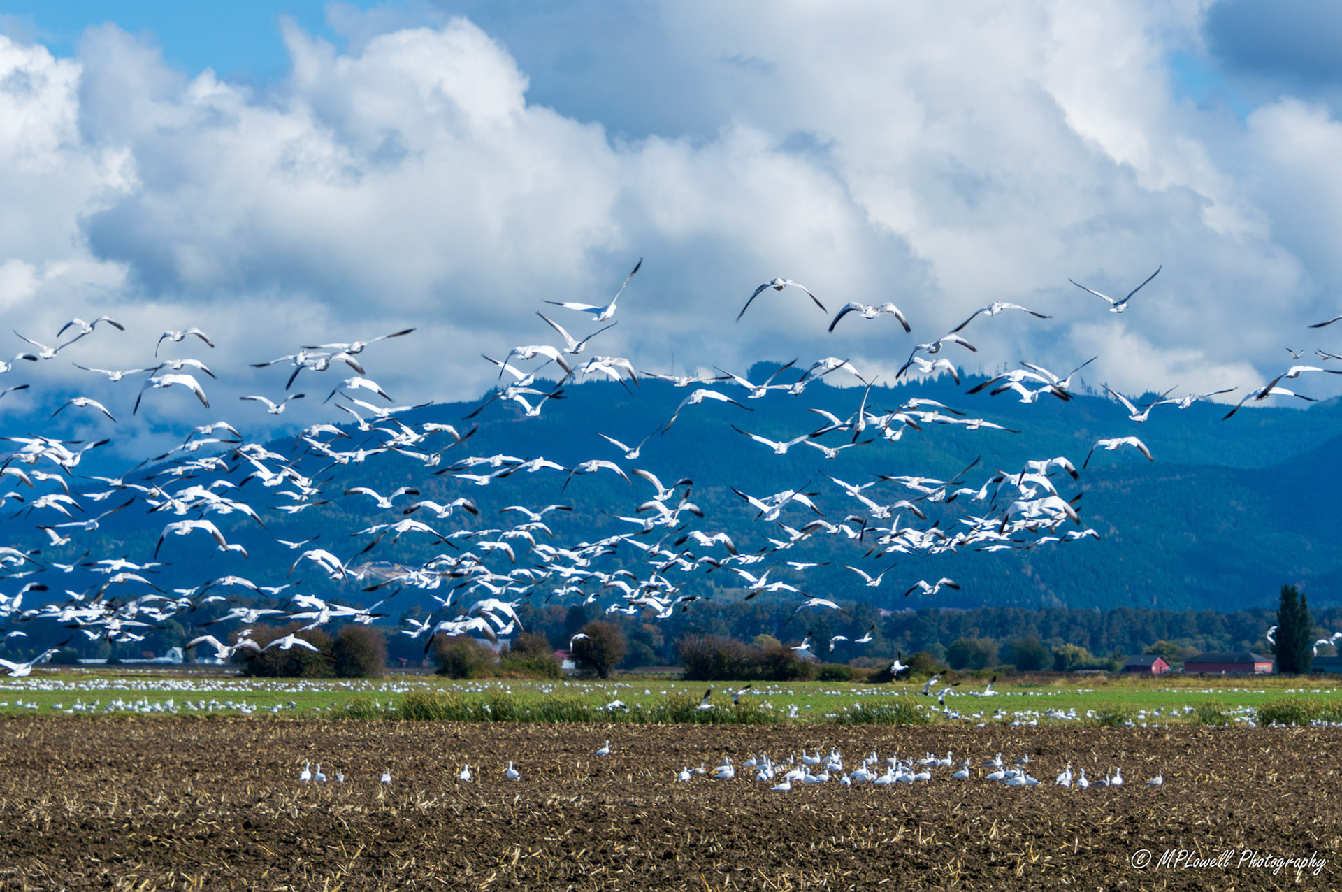 The annual Snow Geese visitors begin arriving throughout Skagit Valley fields, thousands upon thousands visit this area.   these huge flocks, migrate through this area from October to February every year and are a sight to see in the Skagit Valley farmlands, by Mount Vernon and Conway, WA