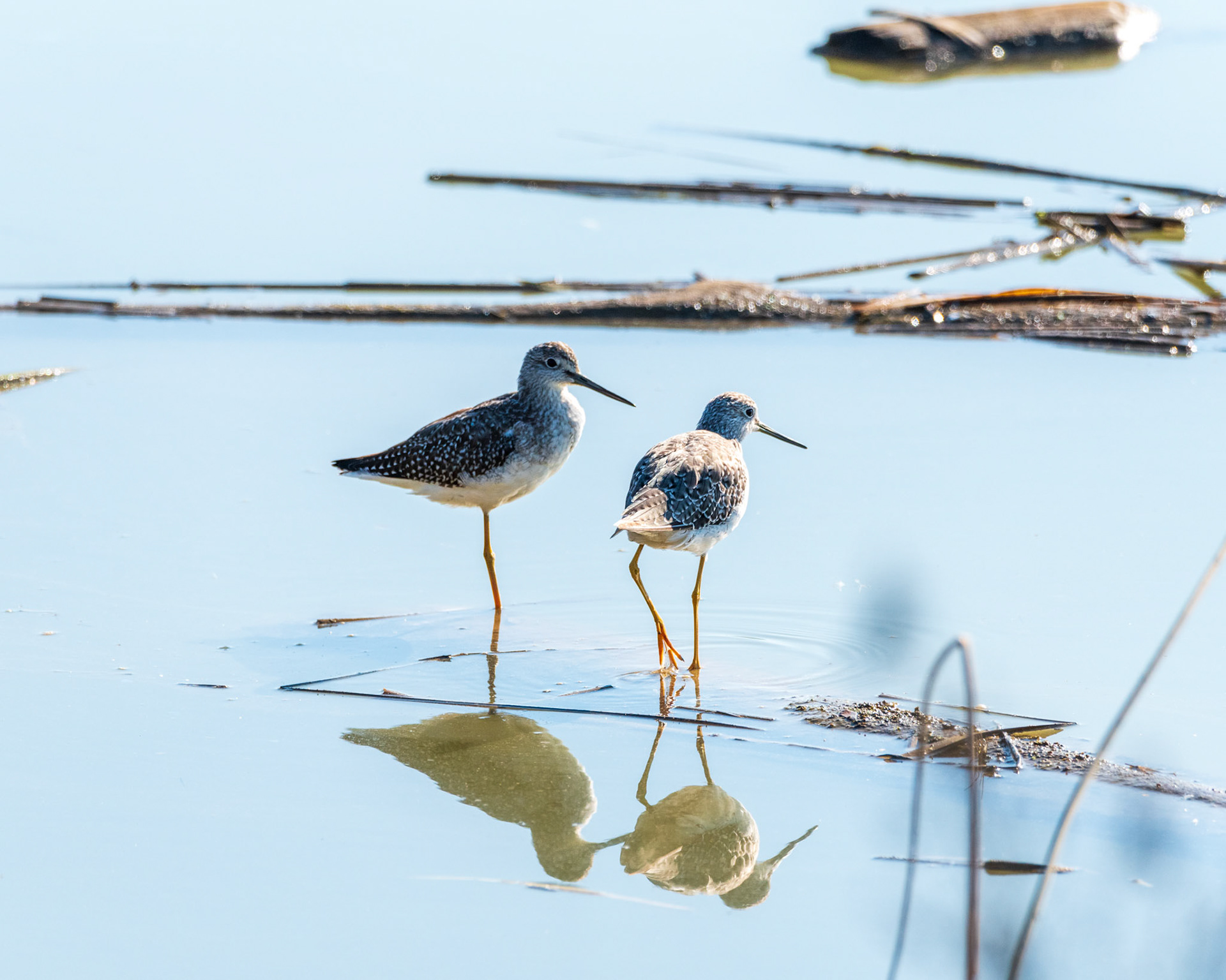 Two yound 'Greater Yellowlegs' wander the Skagit Wildlife Area.