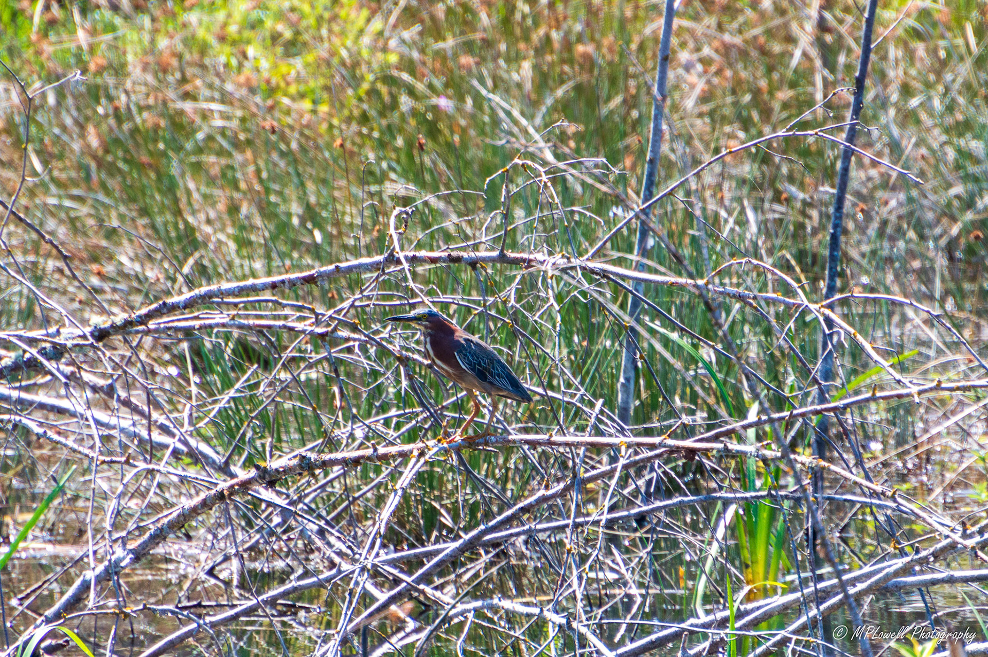 A green heron loks about on a small suburban pond
