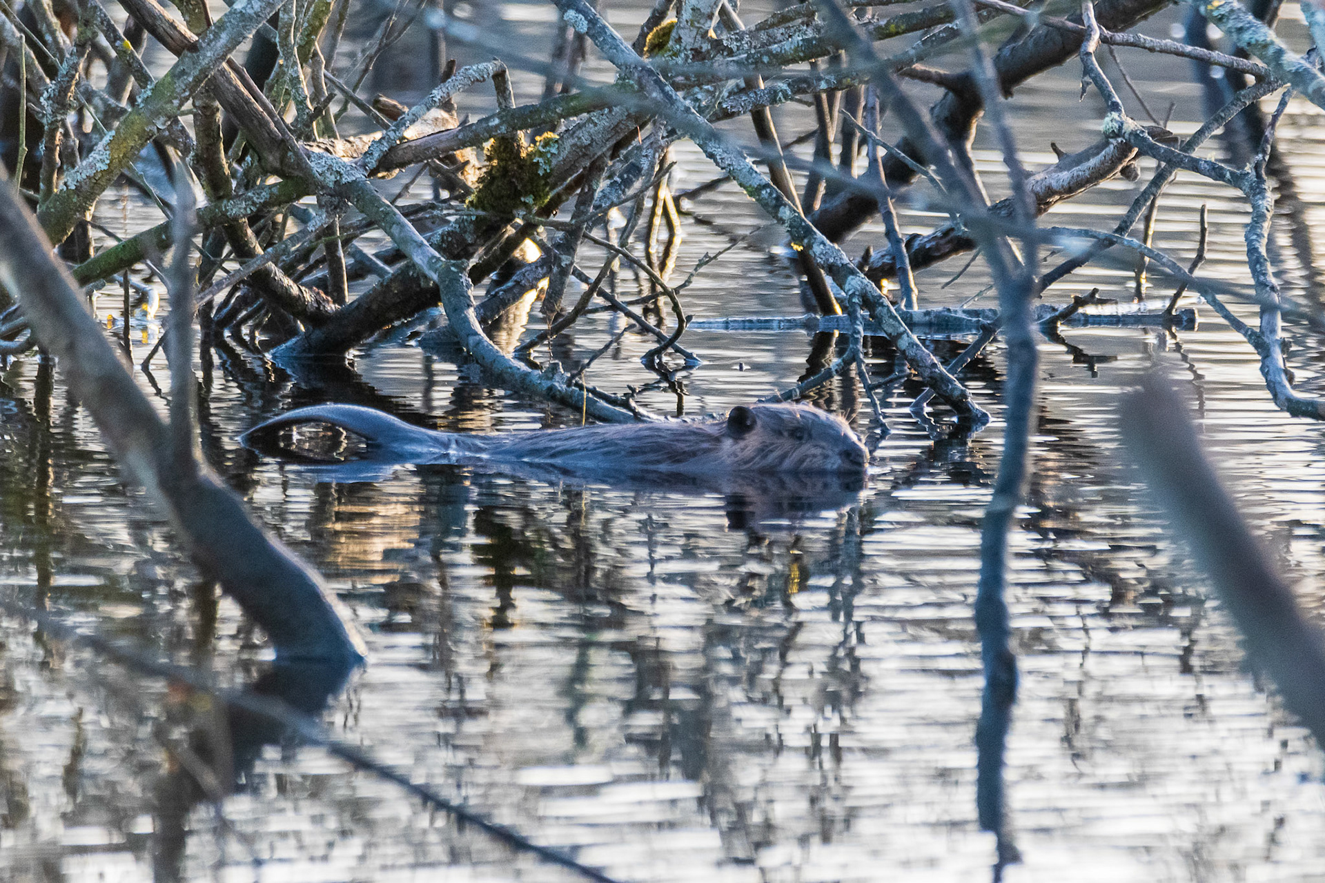 Young Beaver Resting