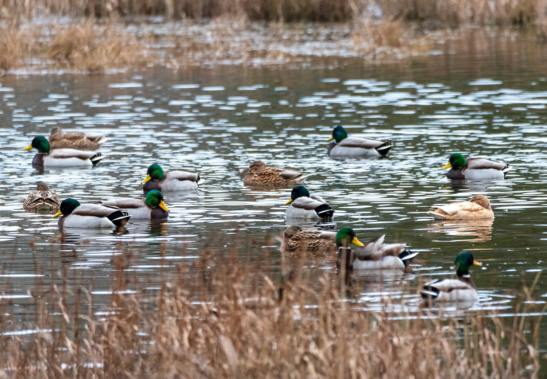 Both Male and Female Mallard Ducks relax at the Edmonds Marsh Wetlands, in Edmonds, WA
