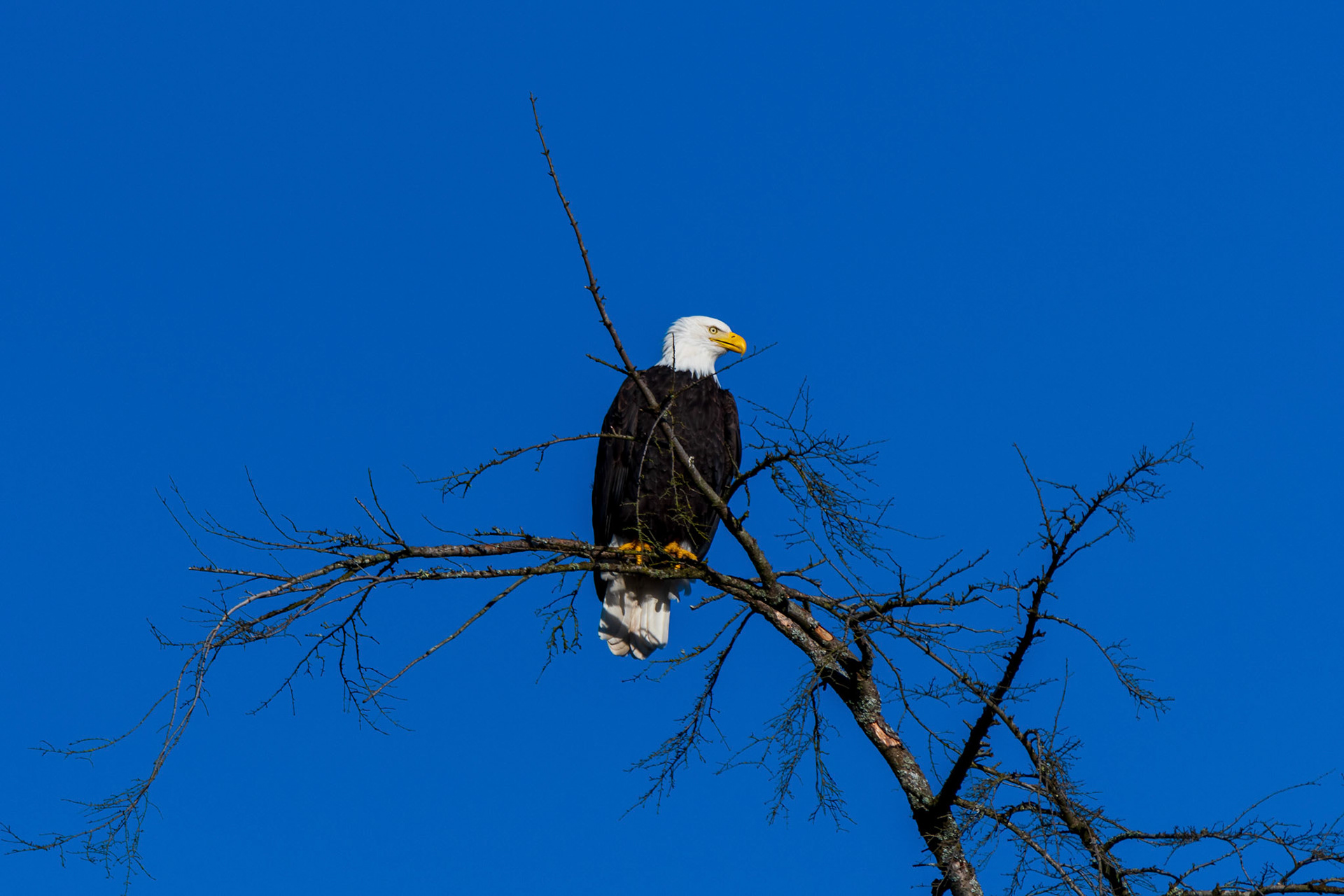 On the highest perch a American Bald Eagle looks over its domain