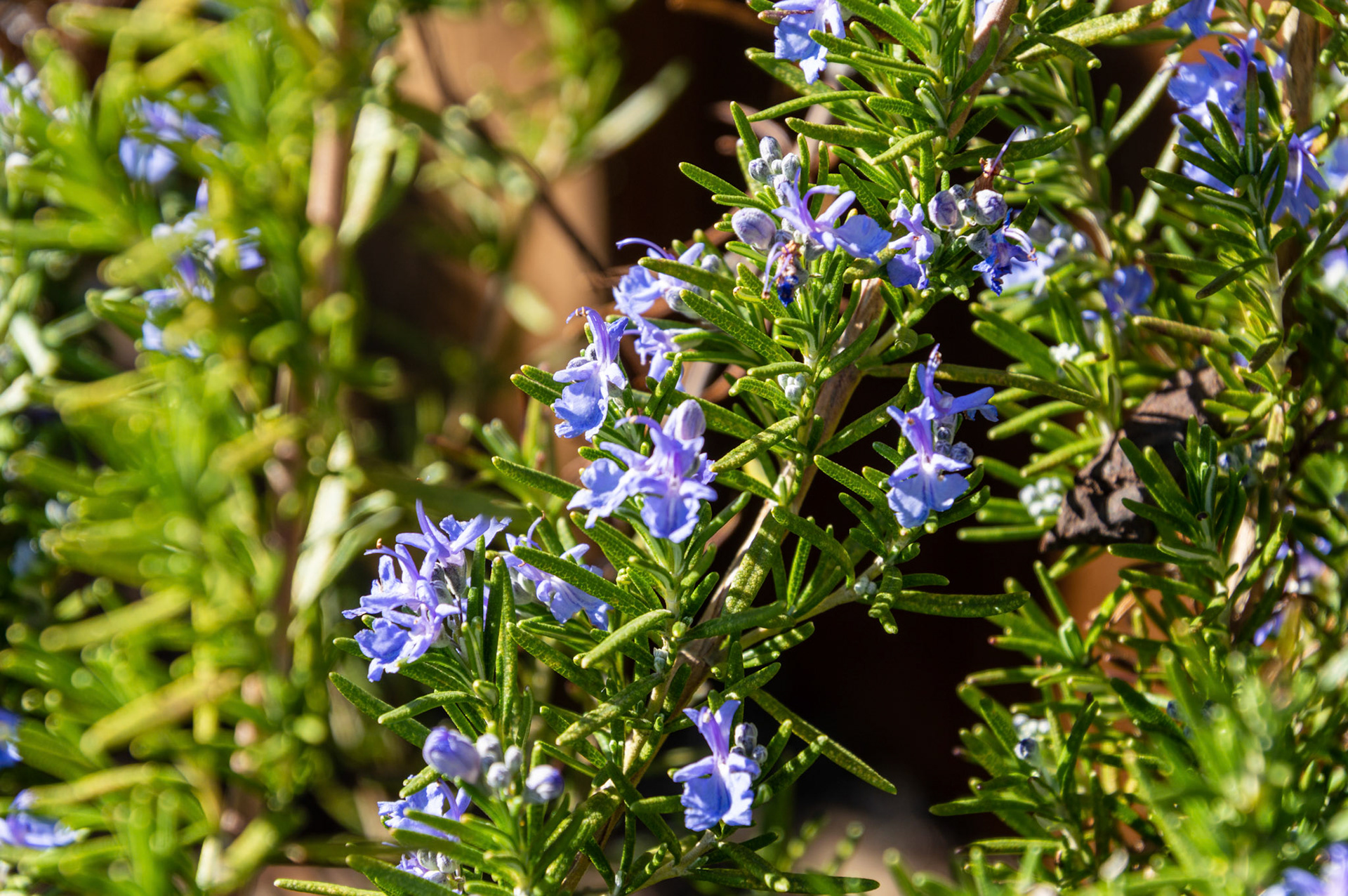 Used in many avenues, Rosemary herb begins to blossom in spring.