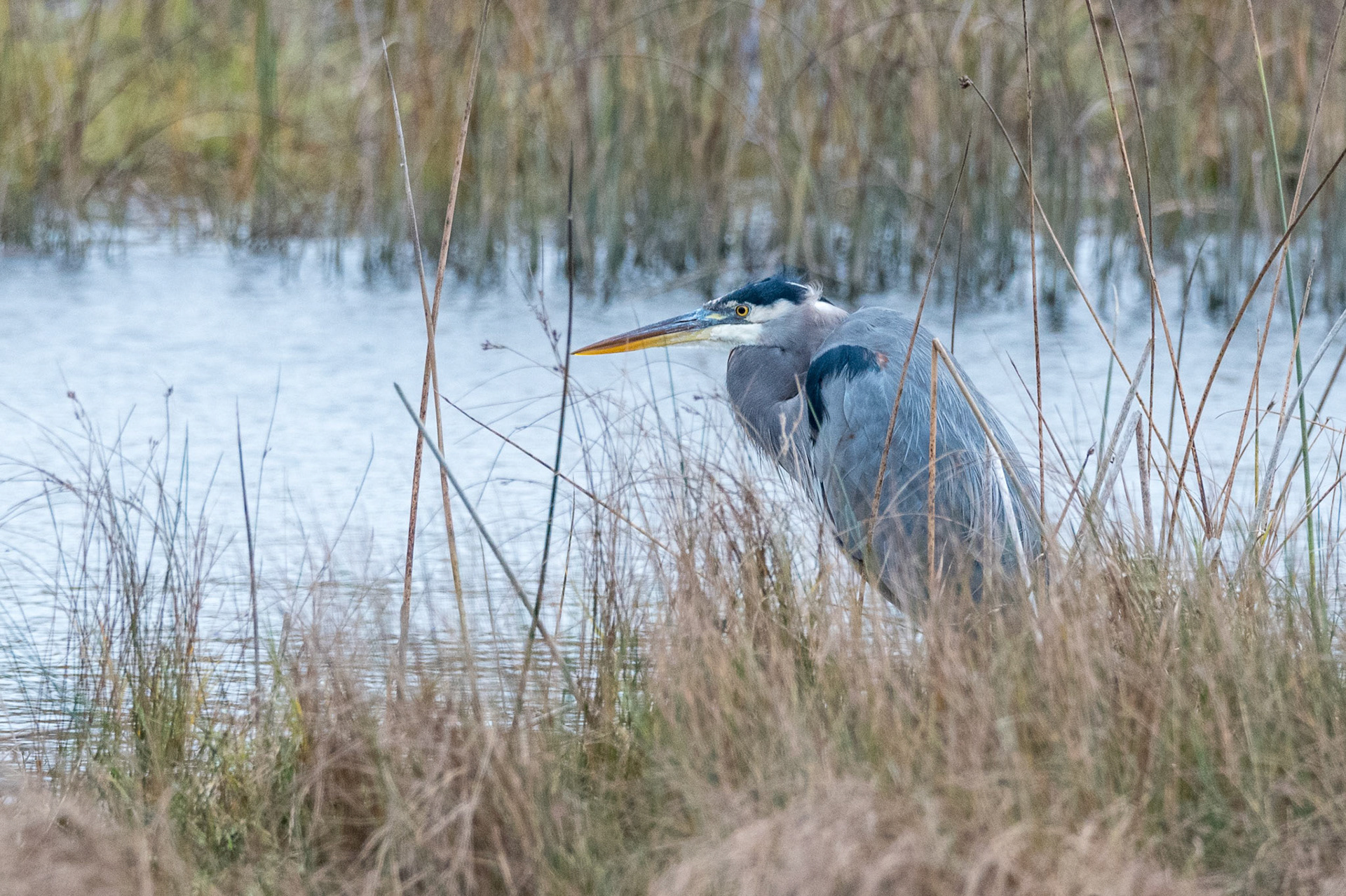 A Blue Heron huddling against the wind during a blustry morning at the Edmonds Marsh wetlands