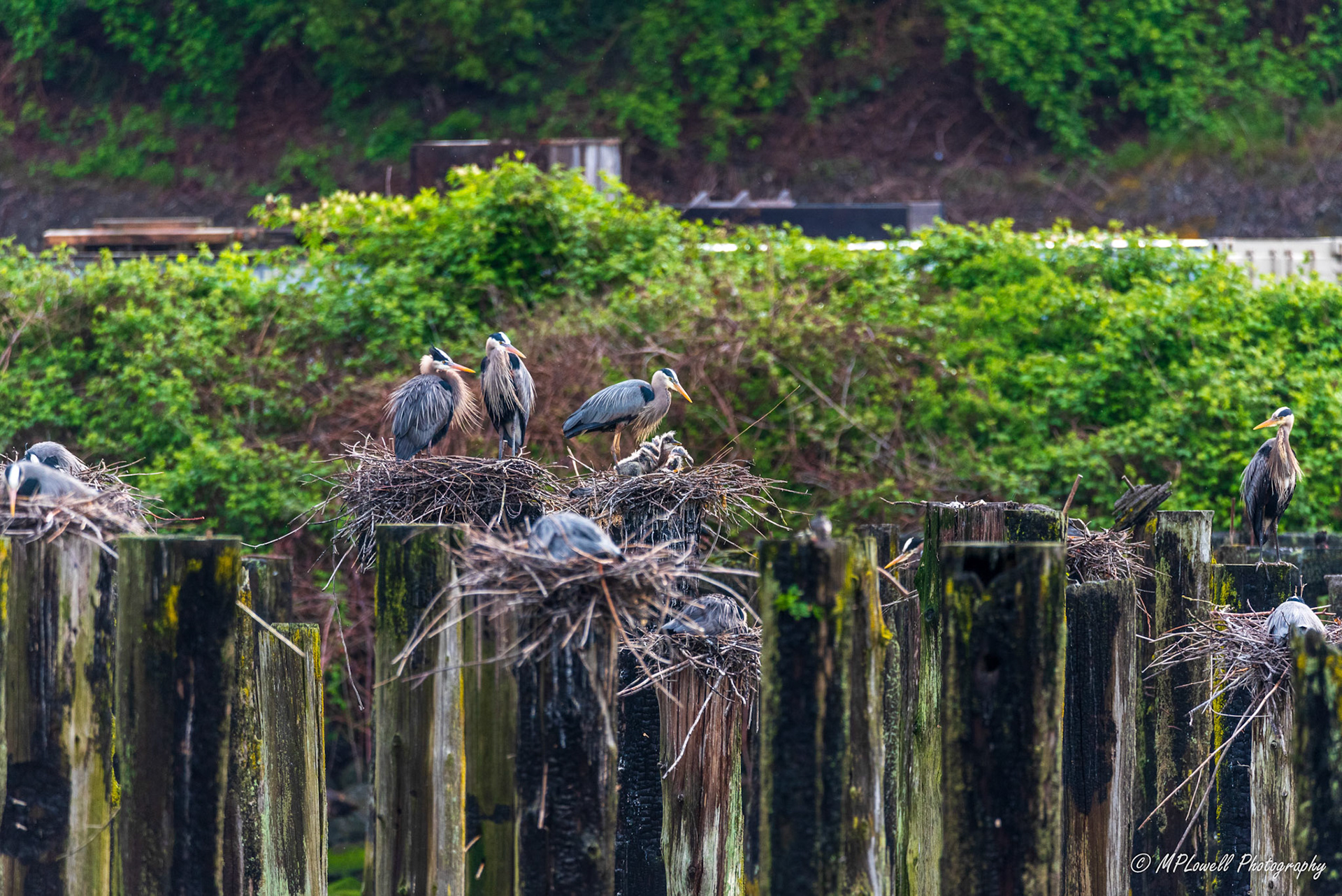 Life at a Great Blue Heron Rookery