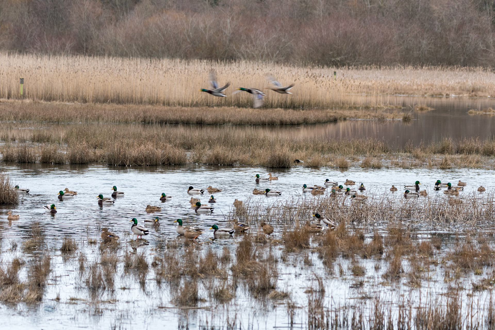 A collection of geese and ducks on 02/12/2021 at the Edmonds Marsh Wetlands, Edmonds WA.
