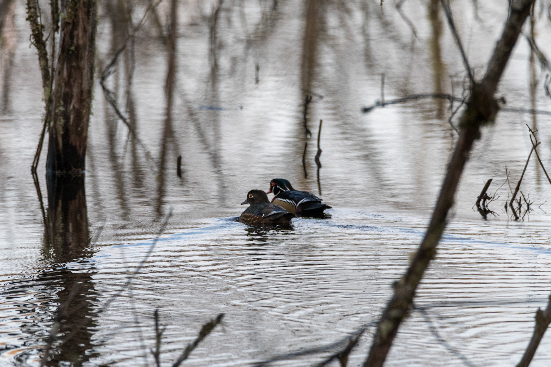 A pair of Wood Ducks heading into the pond thicket