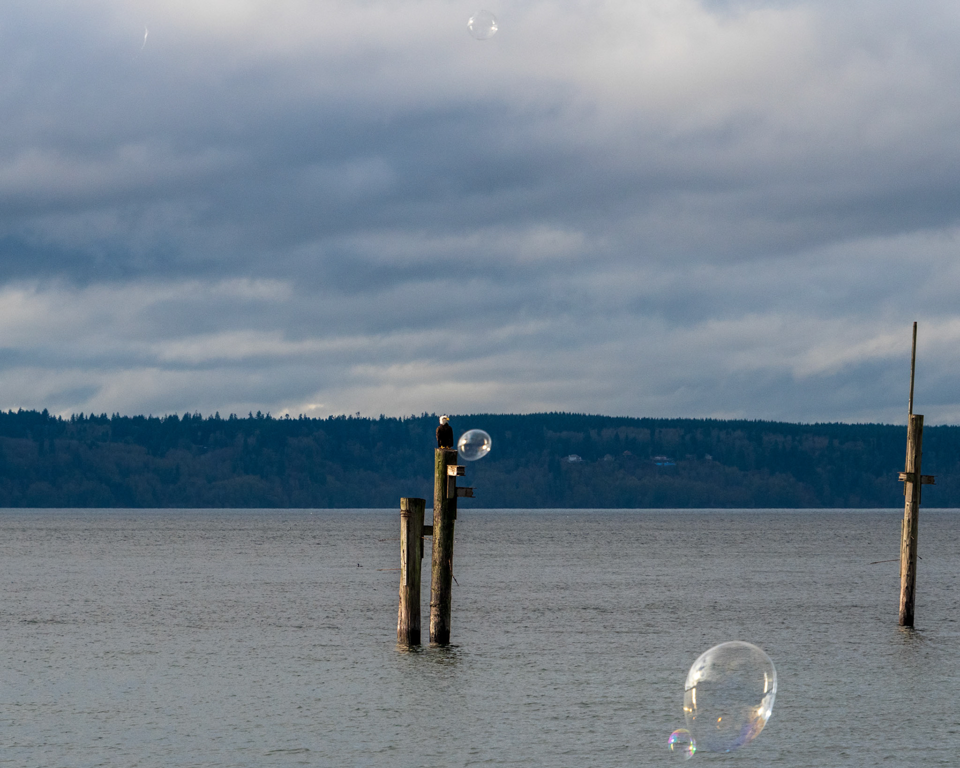 A lone Eagle sits on a old pier along the Edmonds Waterfront while Bubbles float bye